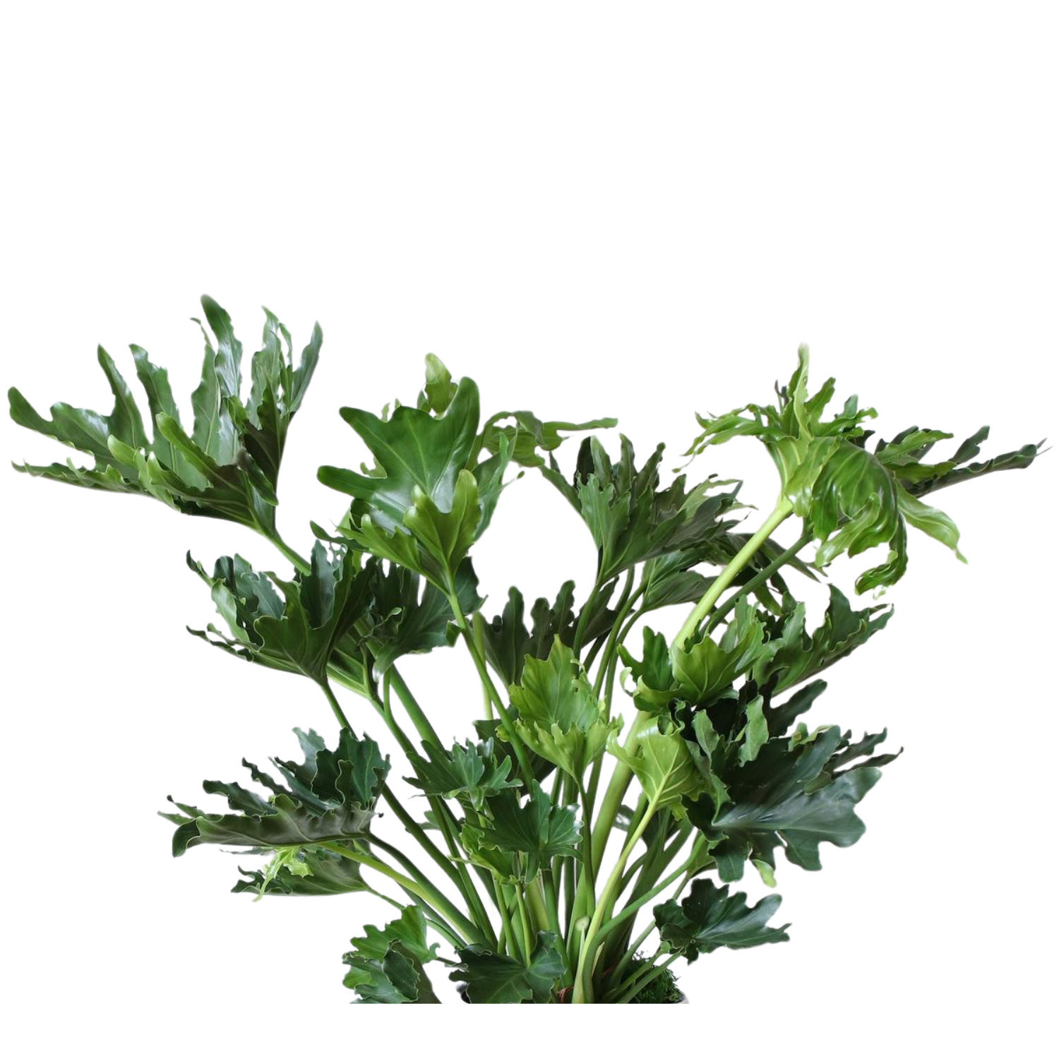 Hope Philodendron (Philodendron ‘Hope’) | Medium