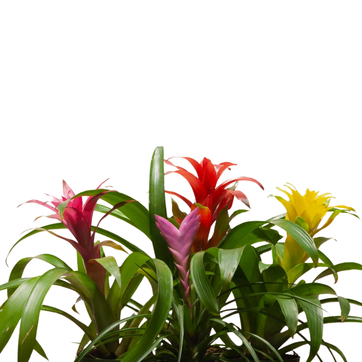 Bromeliad (Guzmania) | Small