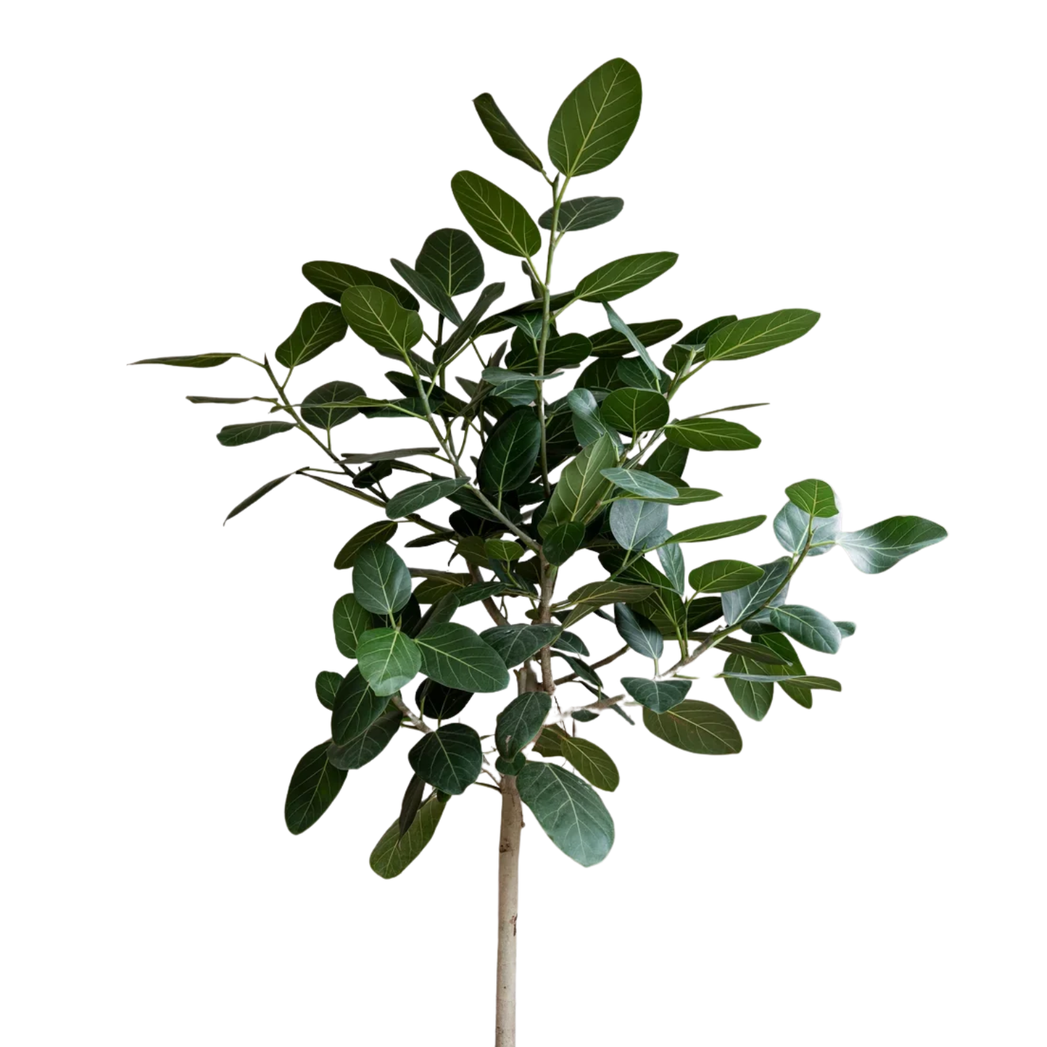Ficus Audrey (Ficus benghalensis) | large