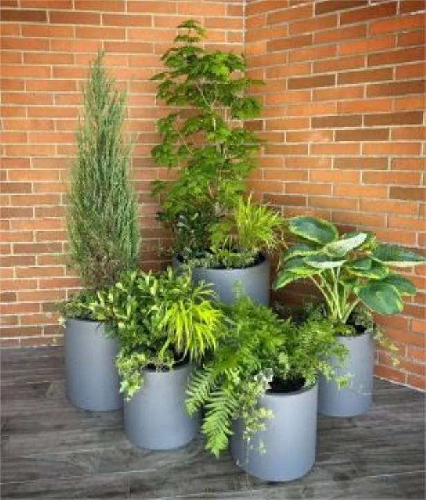 plant install vancouver.jpg