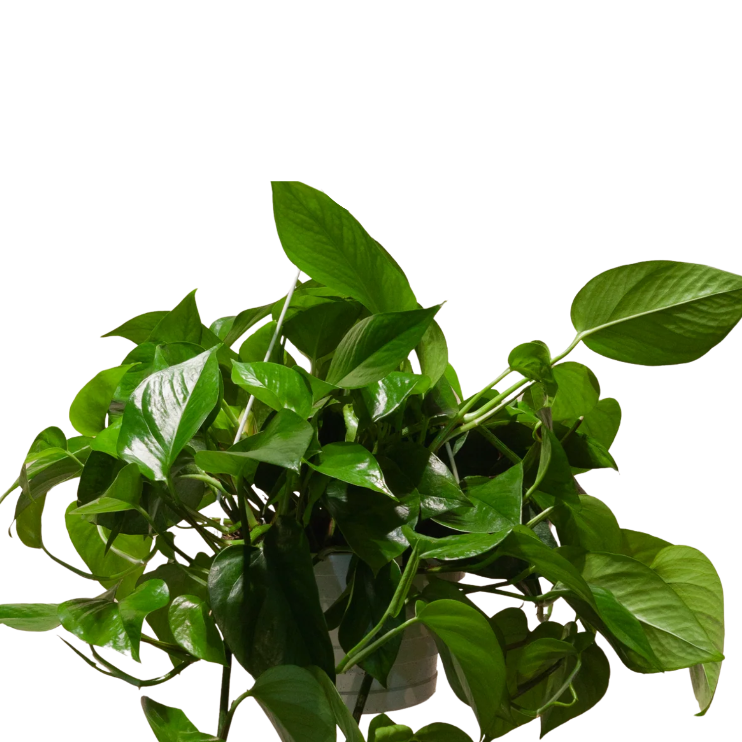 Pothos (Epipremnum aureum) | Small
