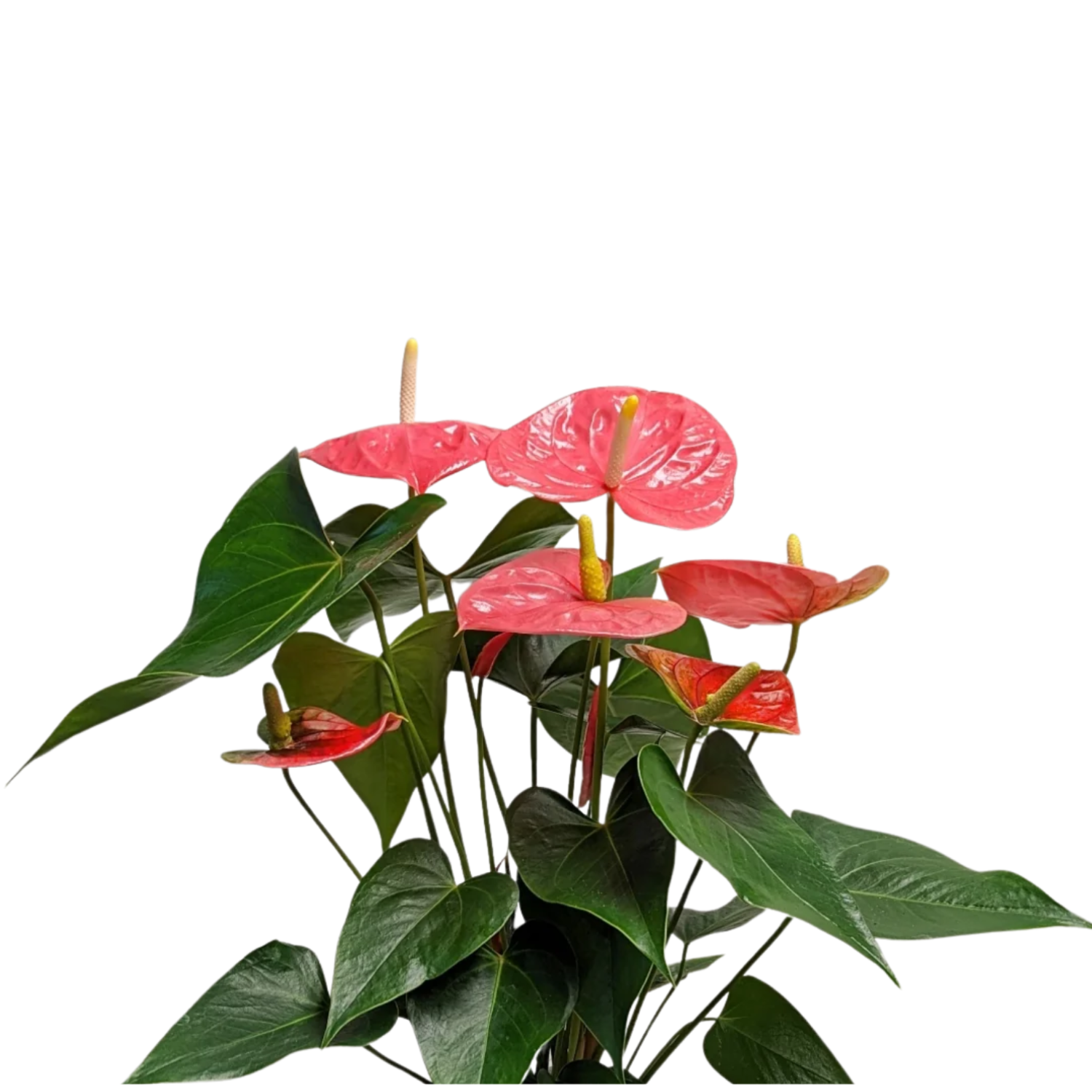 Flamingo Flower (Anthurium andraeanum) | Small