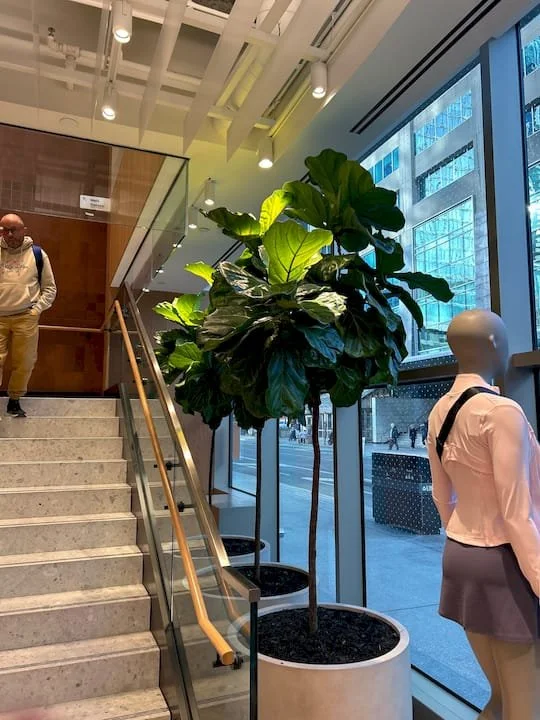 toronto plants installed indoors