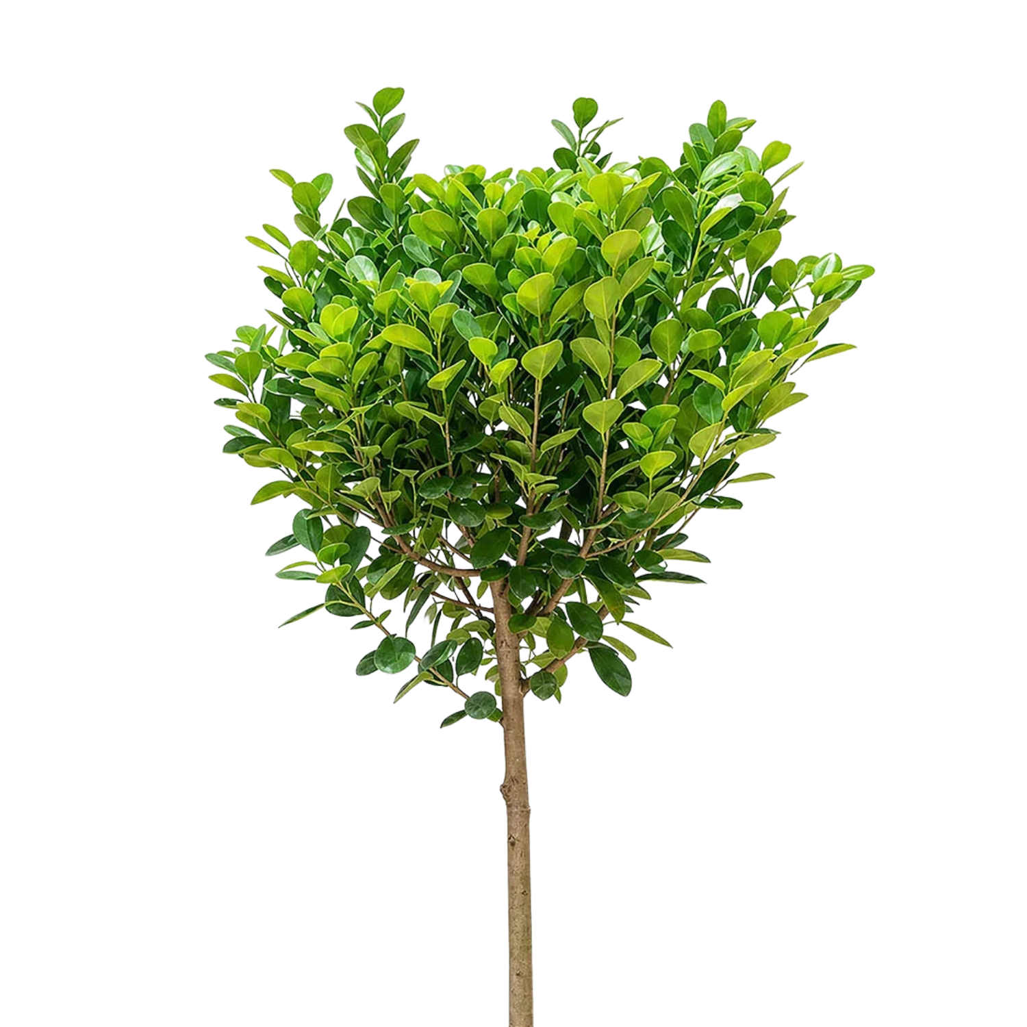 Ficus Moclame (Ficus microcarpa 'Moclame) | large