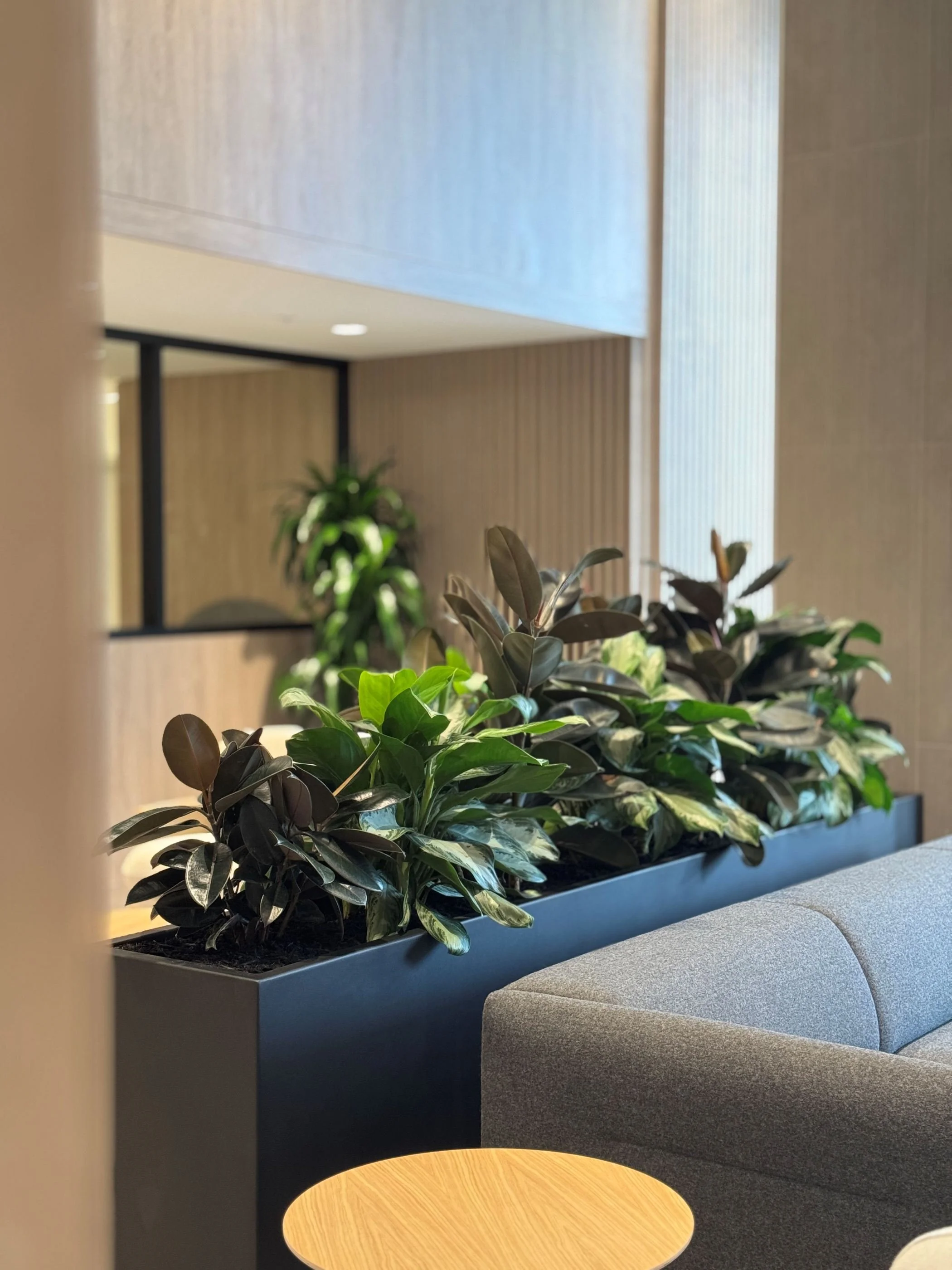 With black metal trough planter, this combination of moody Rubber Plants, Chinese Evergreen and Dracaena in background works in many office settings. Great for room dividers.