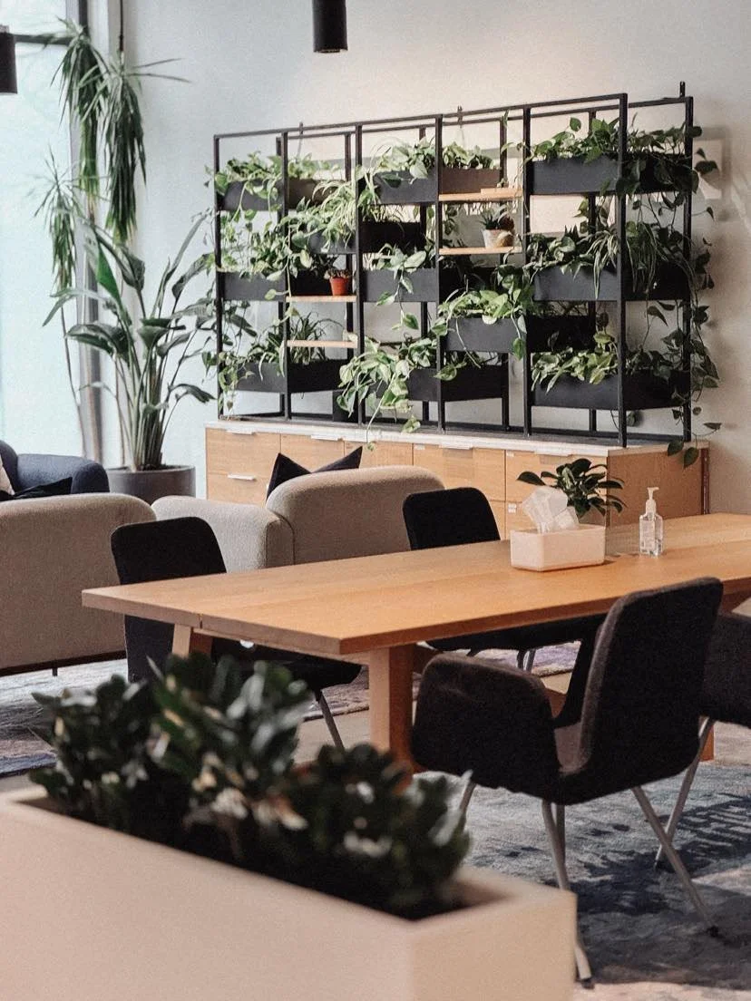A modern office or coworking space with a wooden table, black and beige chairs, and a black metal wall unit with plants on the shelves. There are other plants around and a container with hand sanitizer and tissues on the table.