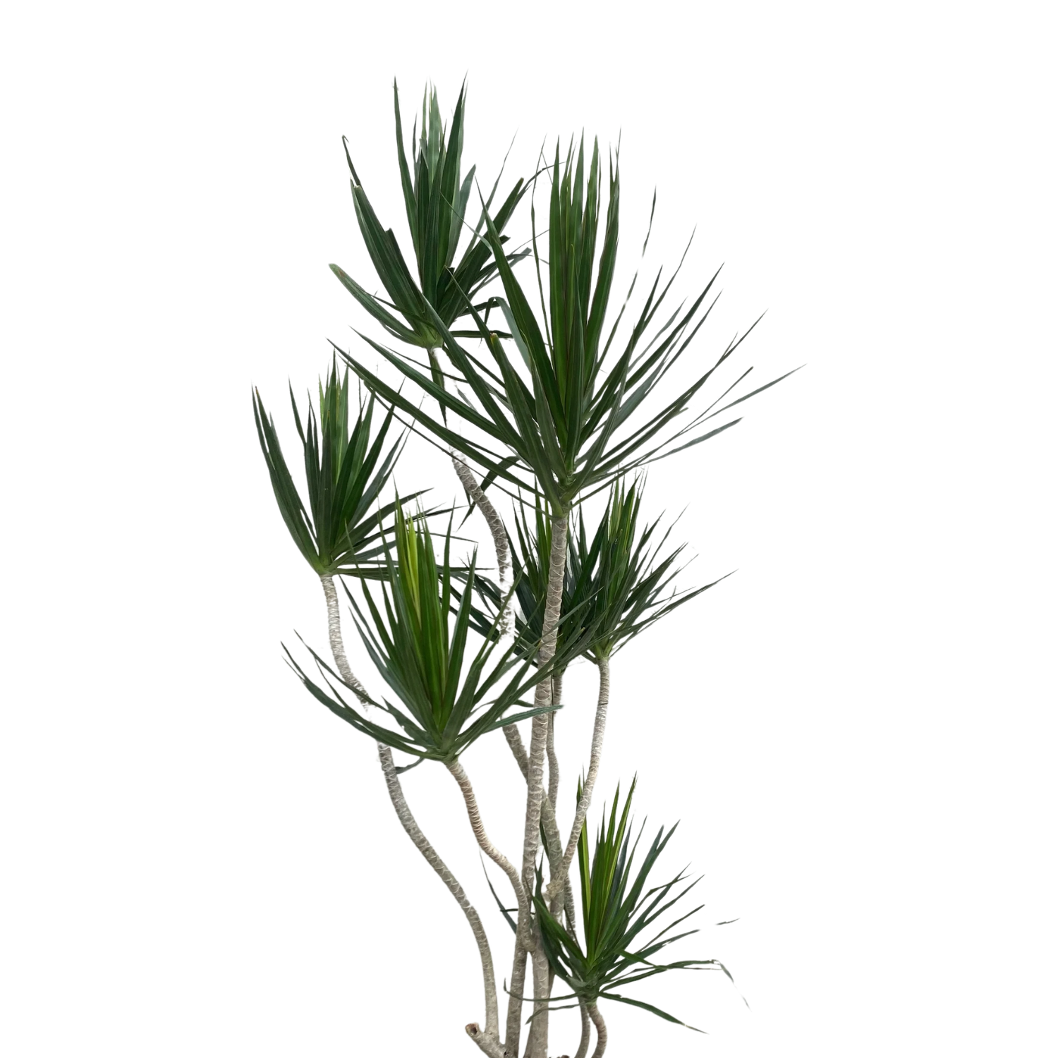 Dragon Tree (Dracaena marginata) | medium, large