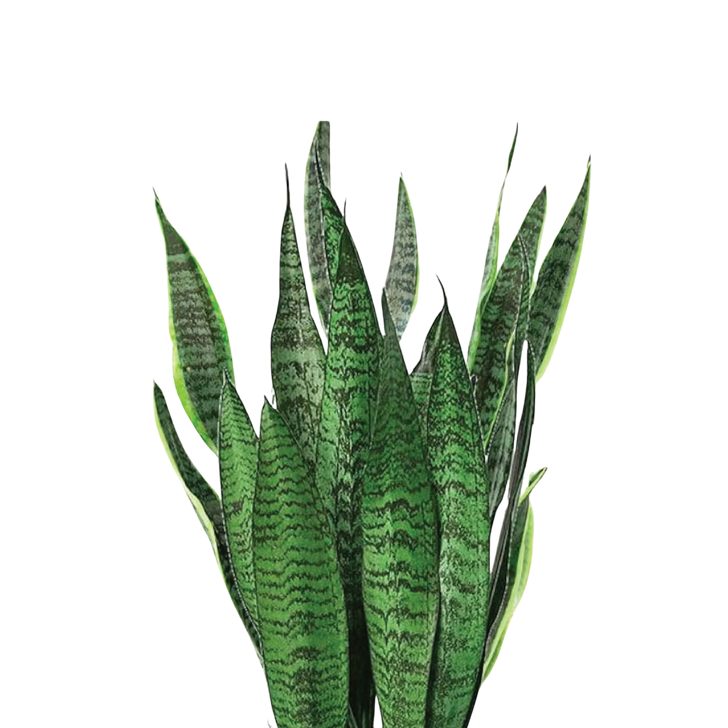 Green Snake Plant (Sansevieria) | small, medium