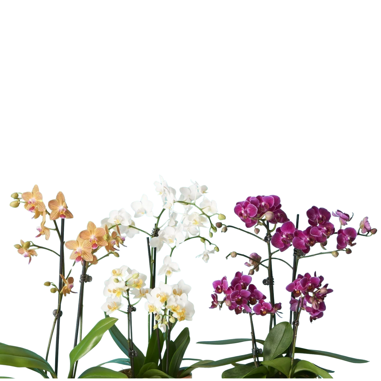 Moth Orchids (Phalaenopsis hybrids) | Small