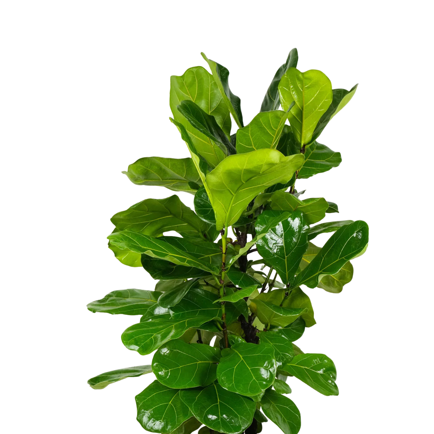 Fiddle Leaf Fig Bush (Ficus lyrata bush) | medium, large