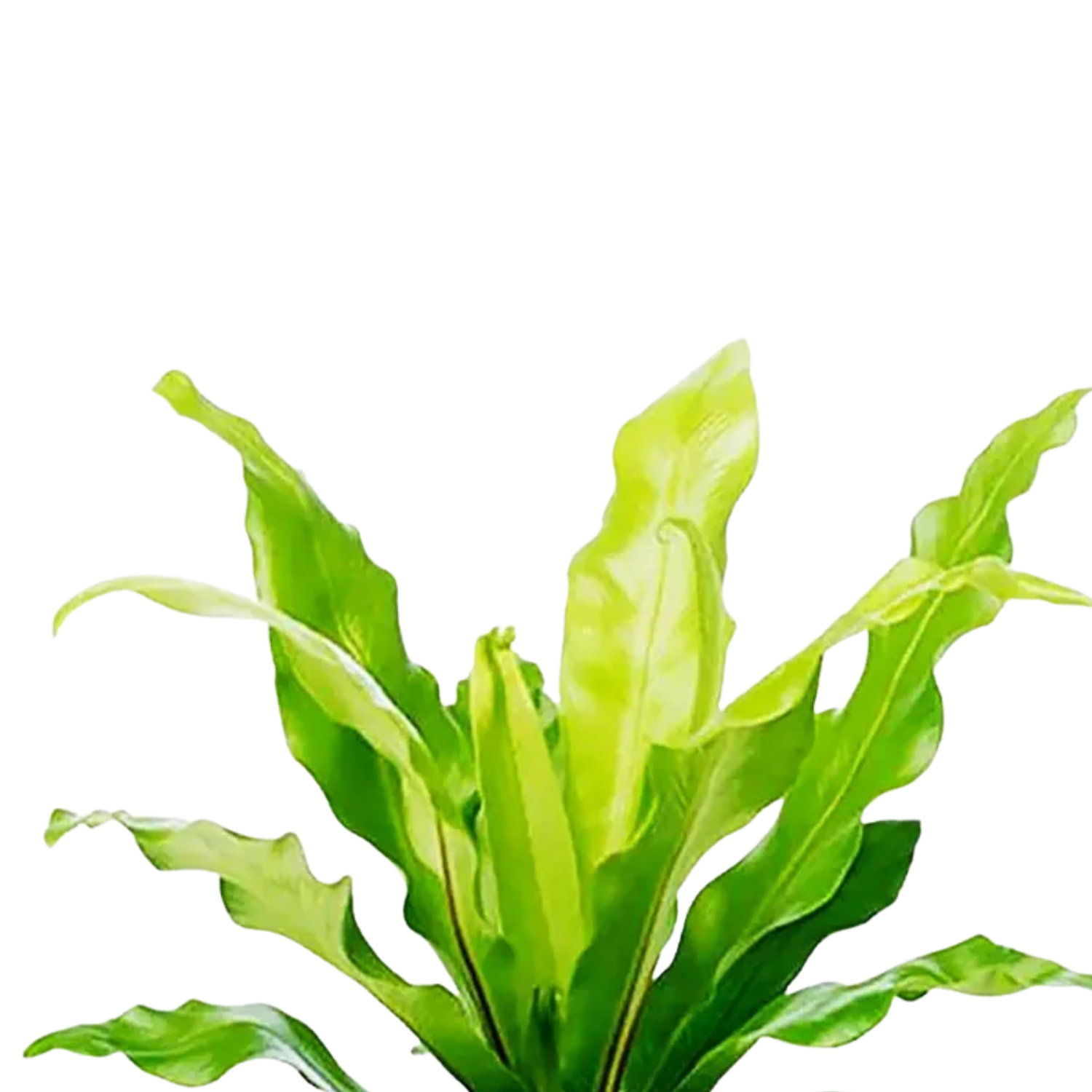Bird’s Nest Fern (Asplenium nidus) | Small