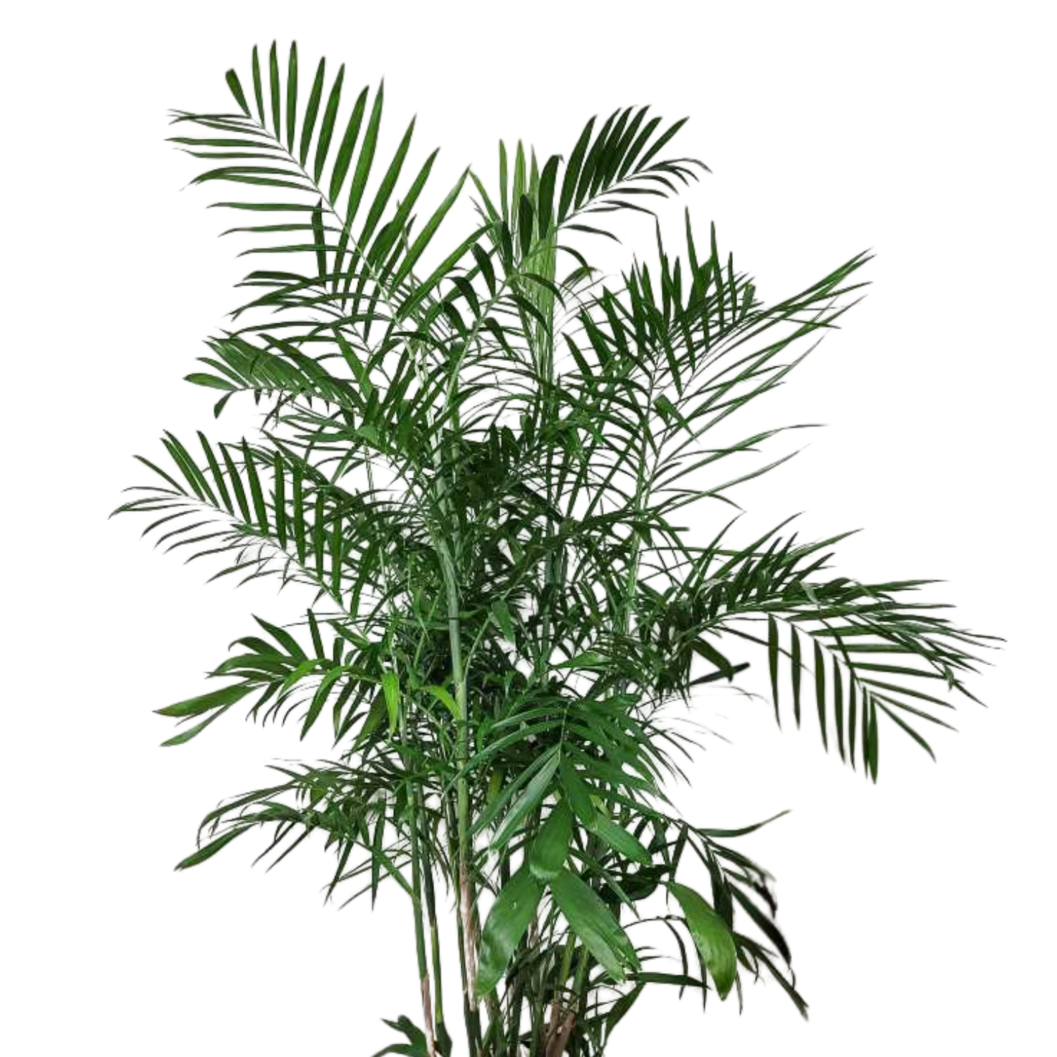 Bamboo Palm (Chamaedorea seifrizii) | Medium, Large