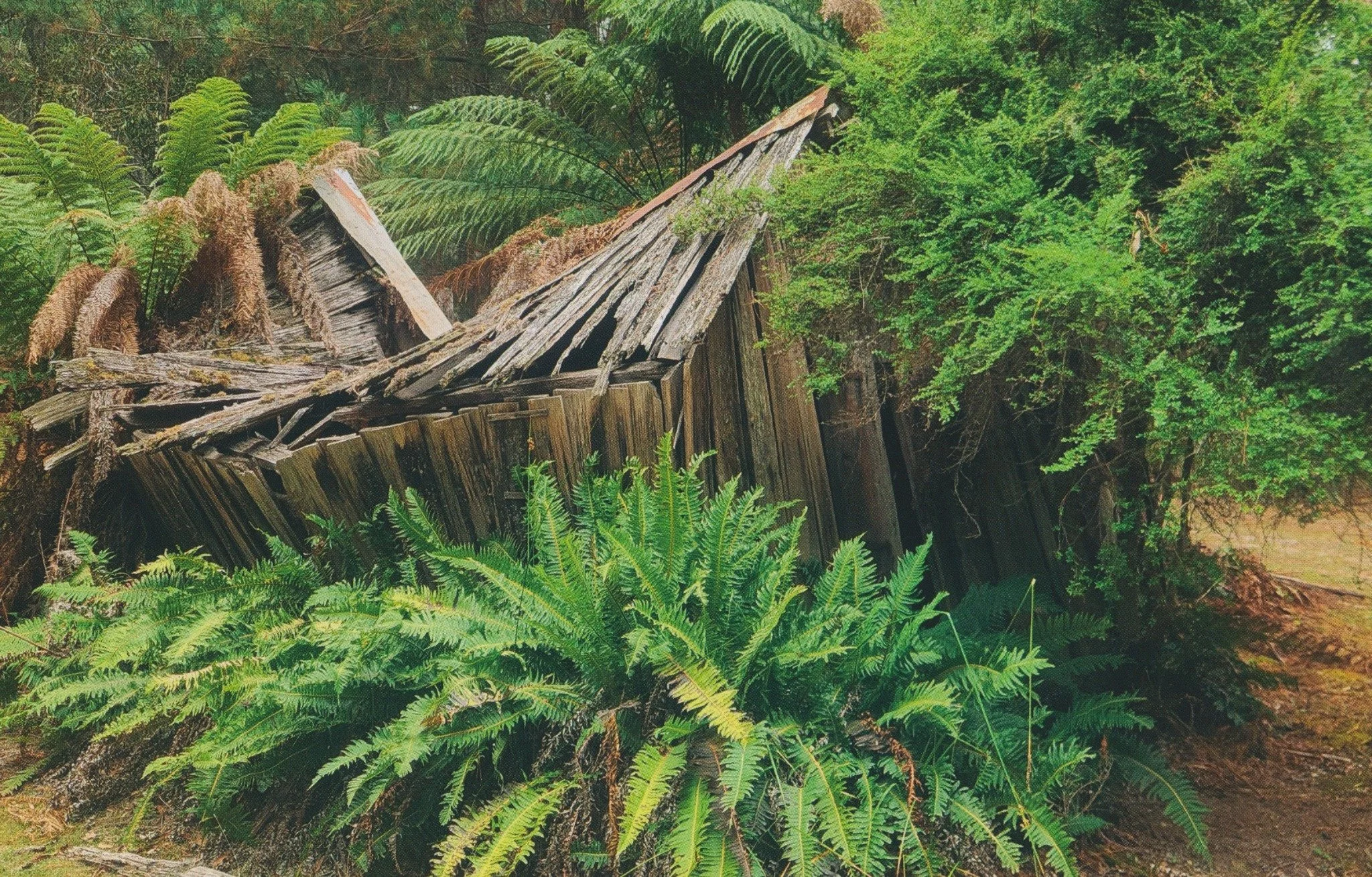 Remains of Arthur Watts Store Hut among ferns near Golconda, north-east Tasmania