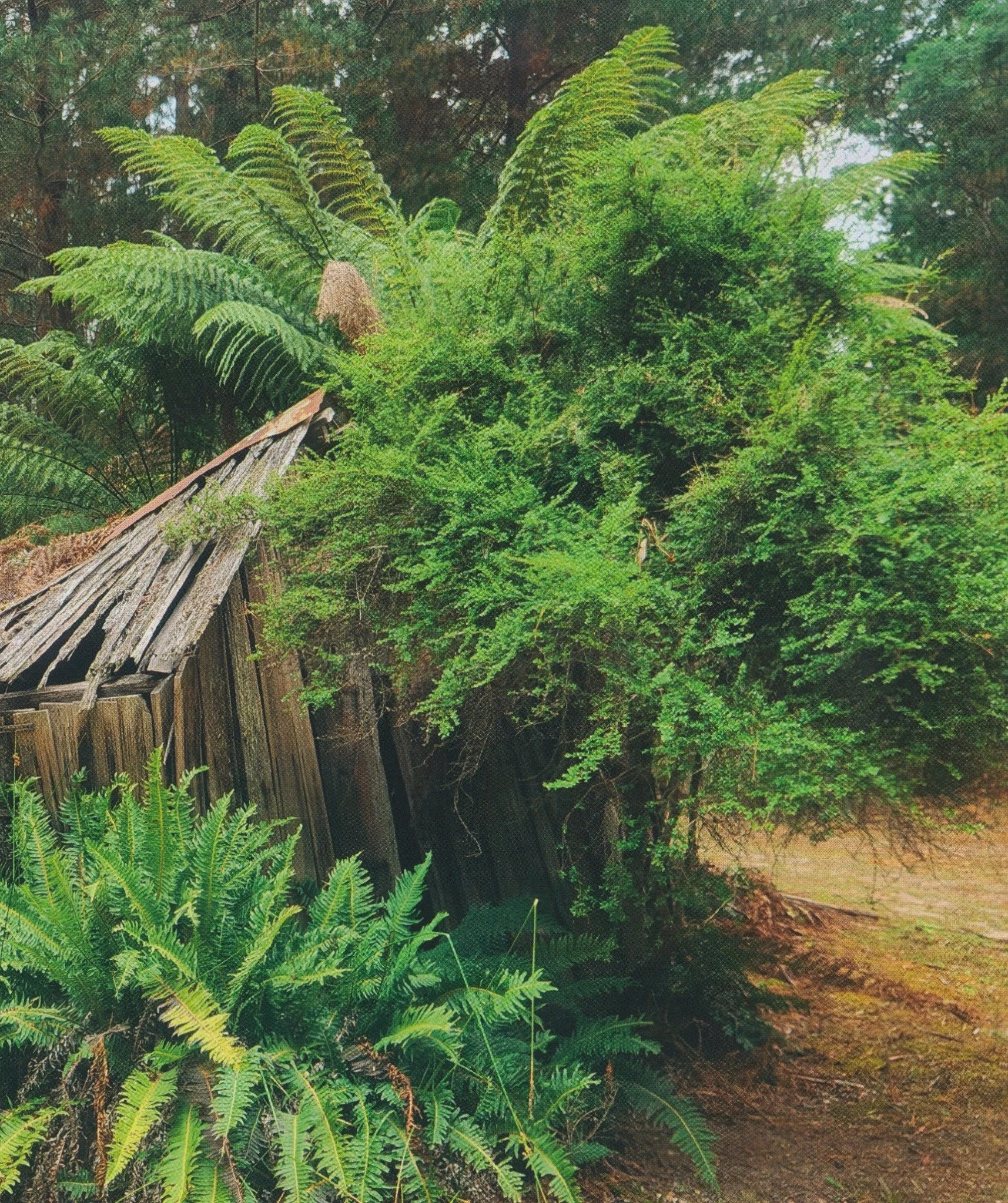 End detail of Arthur Watts Store Hut showing timber walls and collapsed roof among ferns