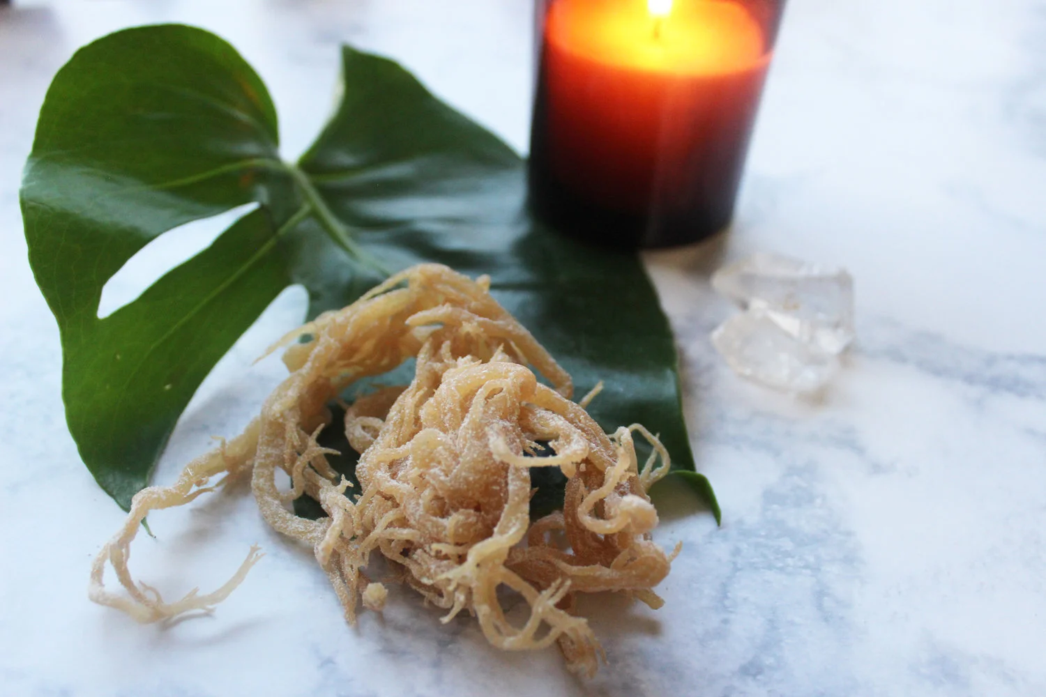 Why Seamoss Is An Essential Item In Our Kitchen