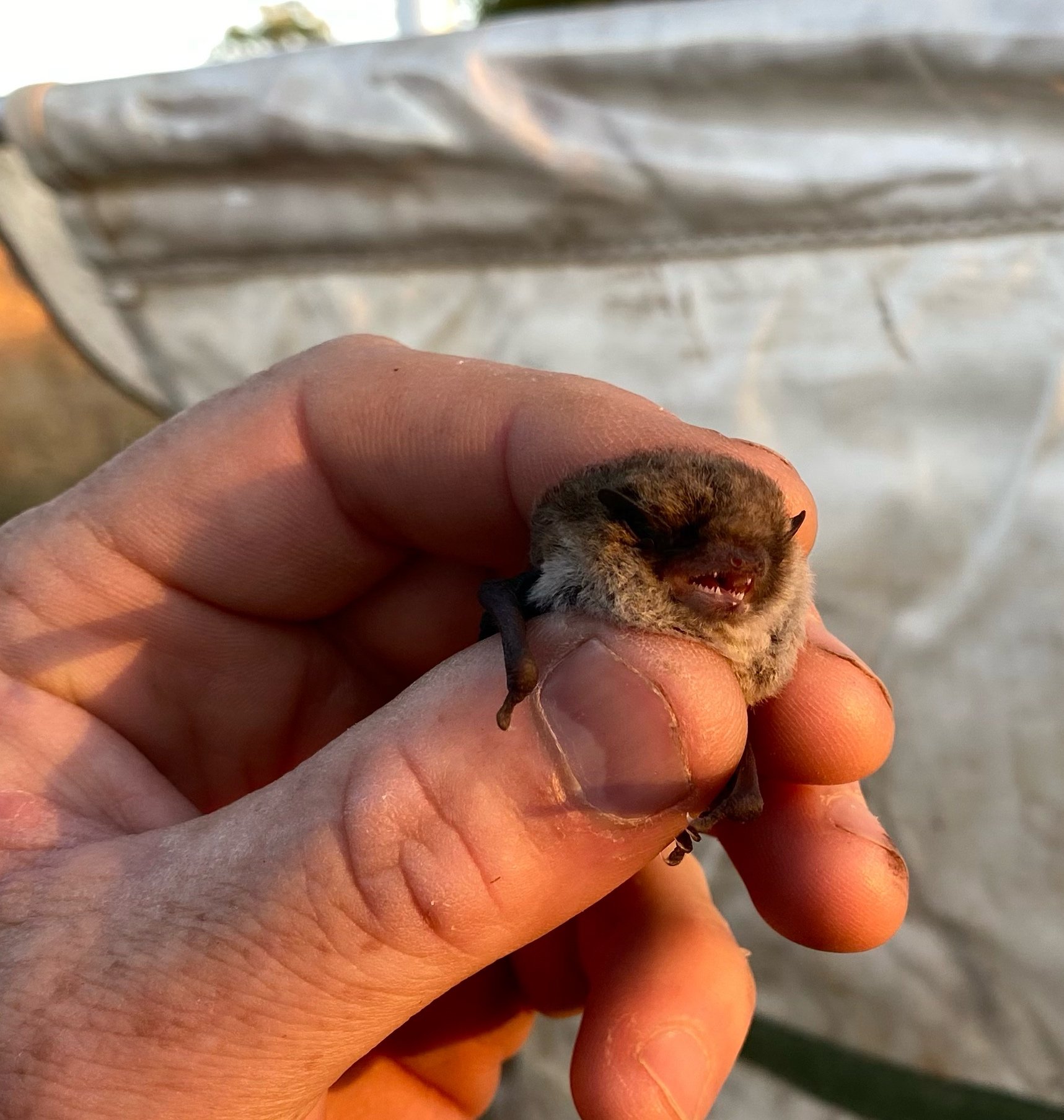 Little Forest Bat 17.3.23-3959edit.JPG