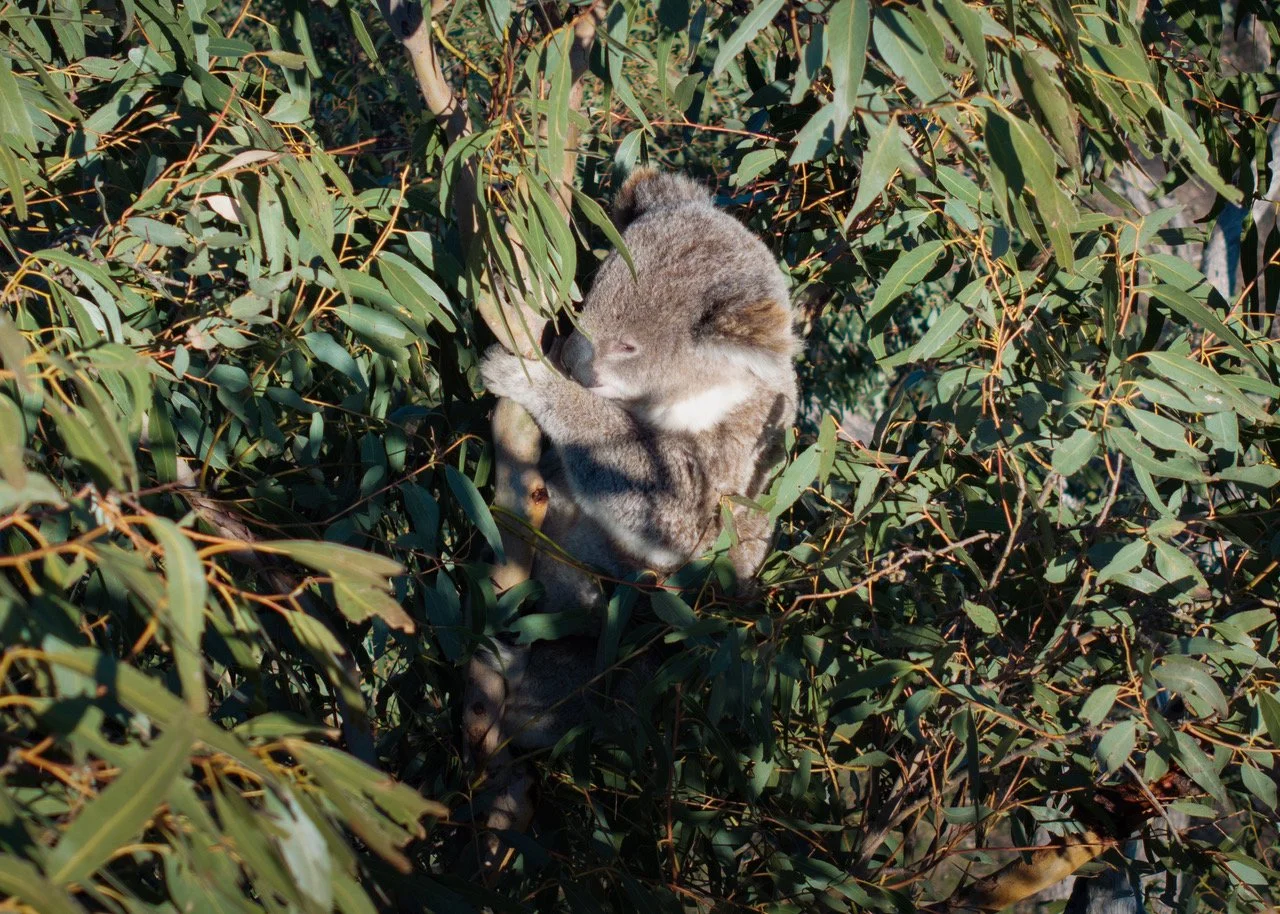 Koala Karaoke