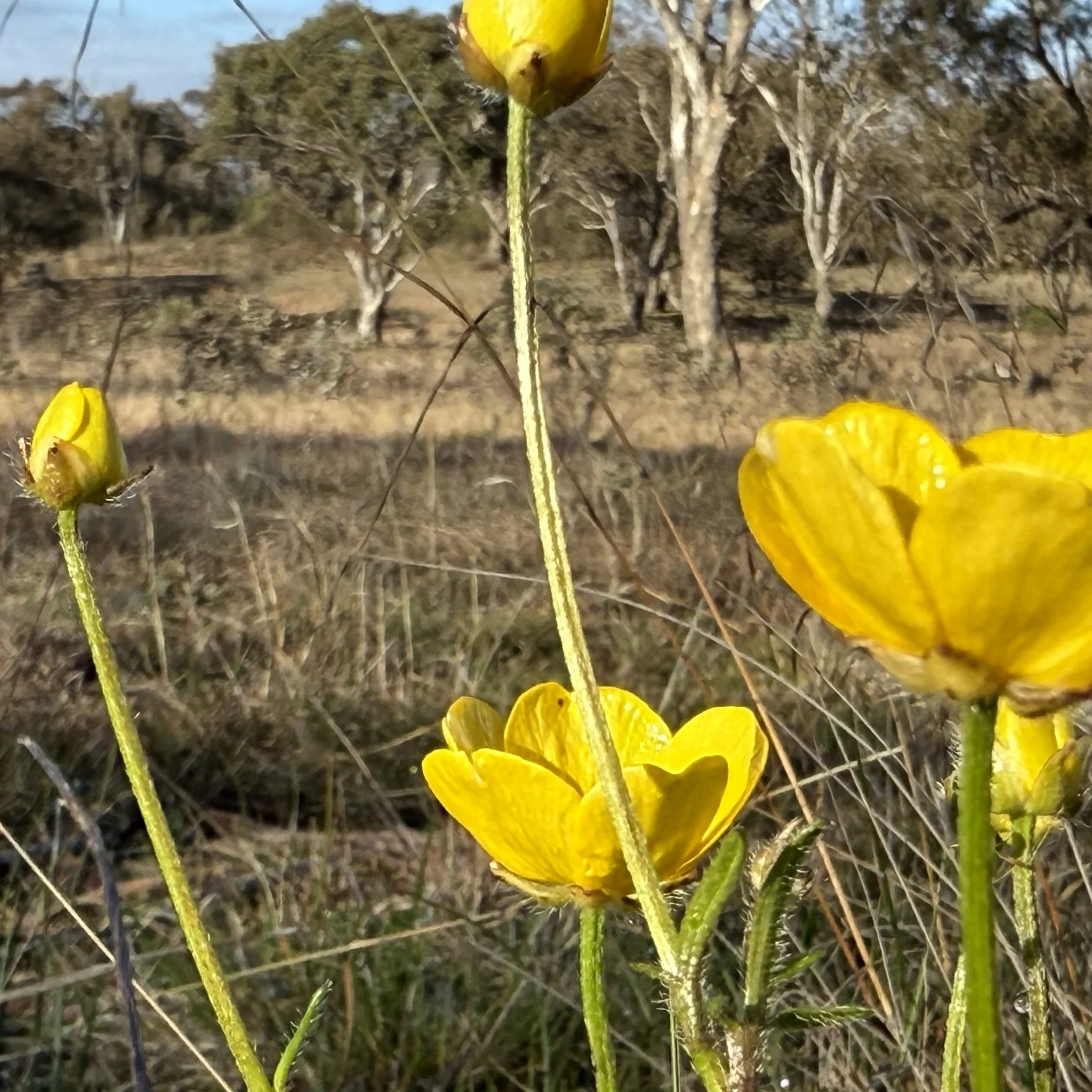 Ranunculus 6.9.25-6239.jpg