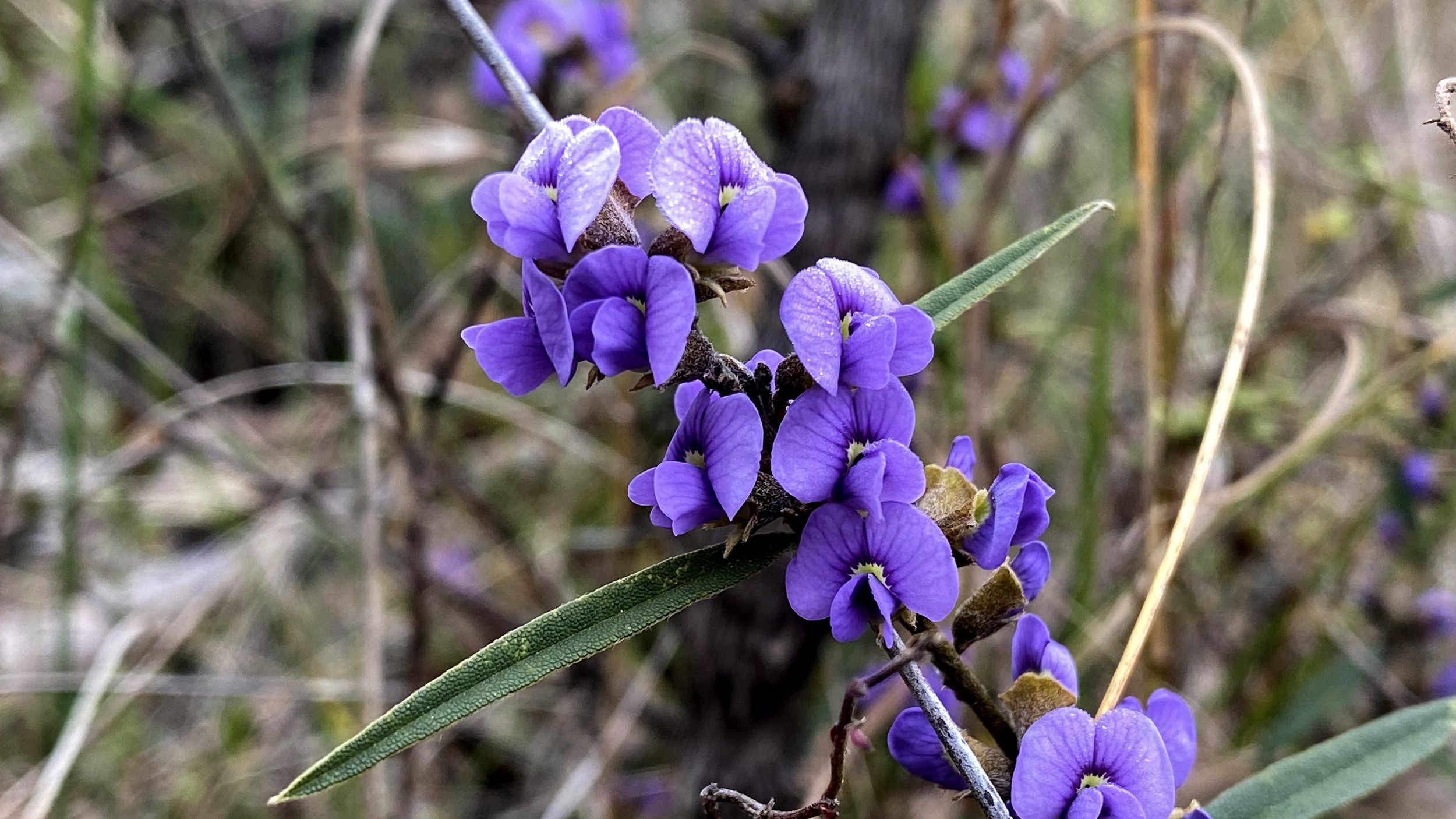 Hovea heterophylla 12.8.23-6098.jpg