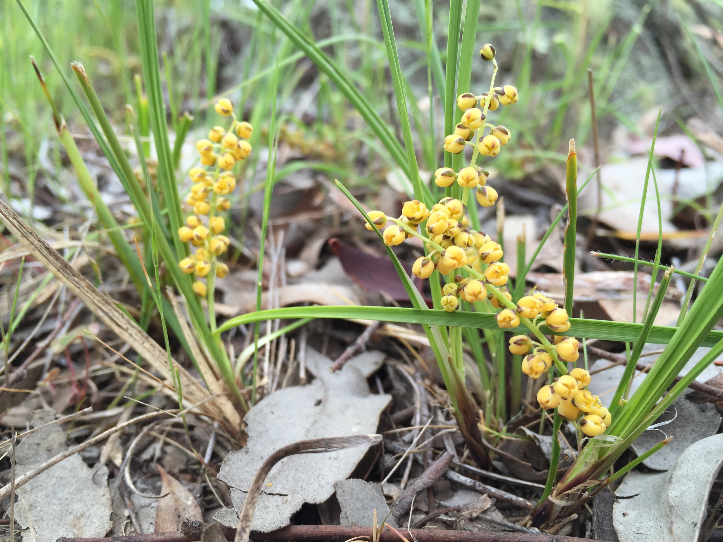Lomandra filiformis 8.11.16-6794.jpg