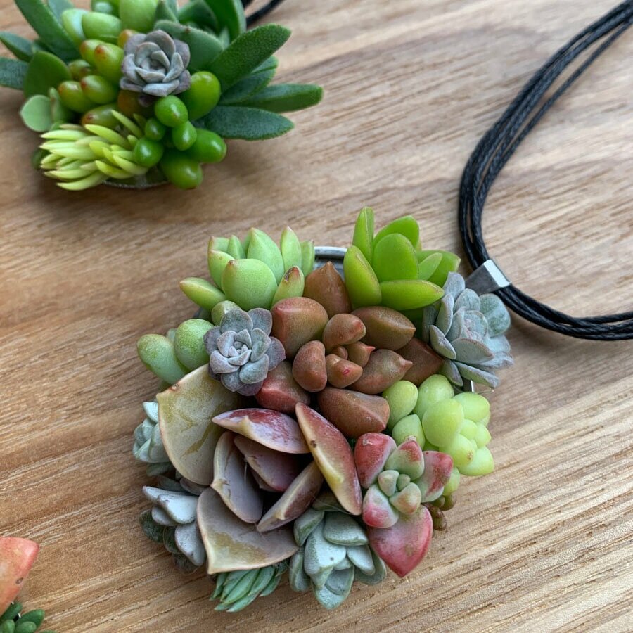 Succulent Creations by Design