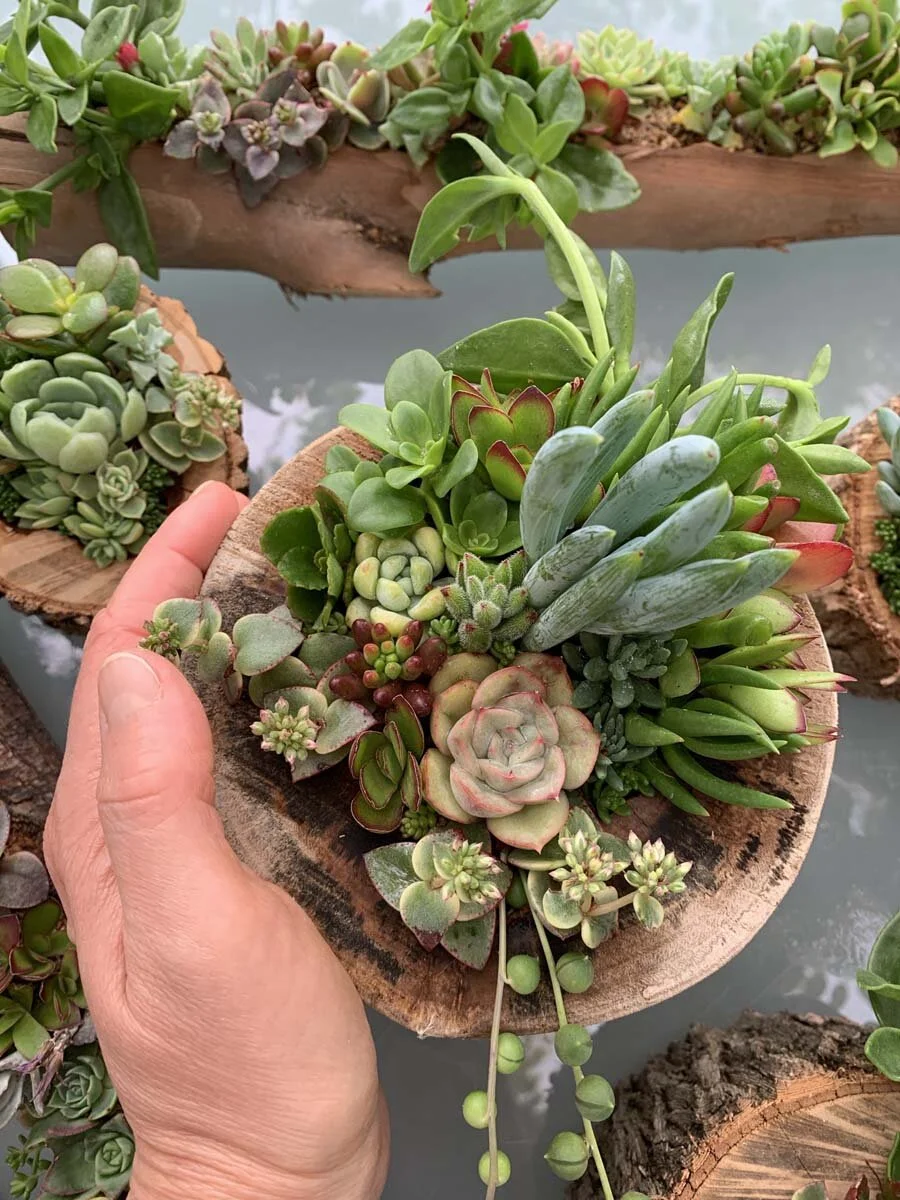 Succulent Log Table Centrepiece - round large  Succulent Creations by  Design