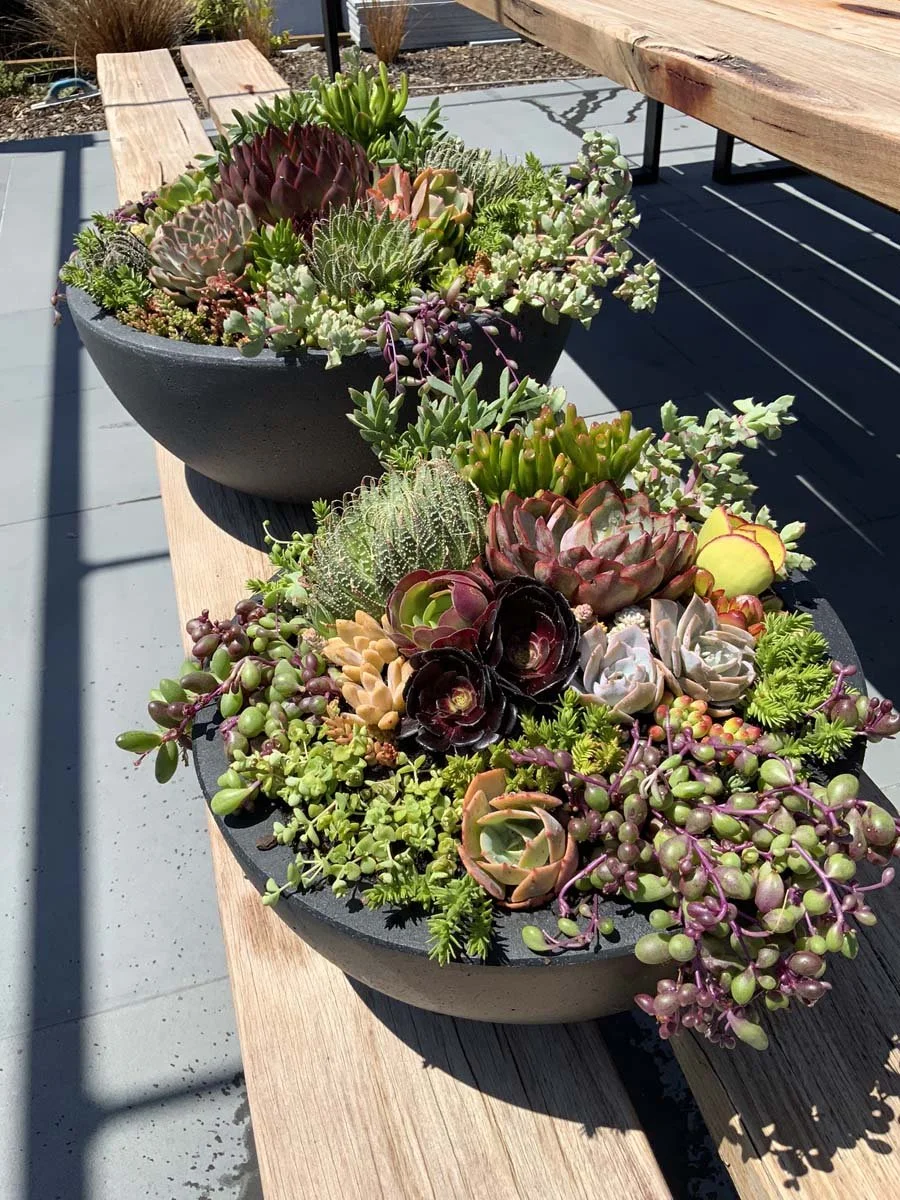 Custom Plant my Pot - quote please  Succulent Creations by Design