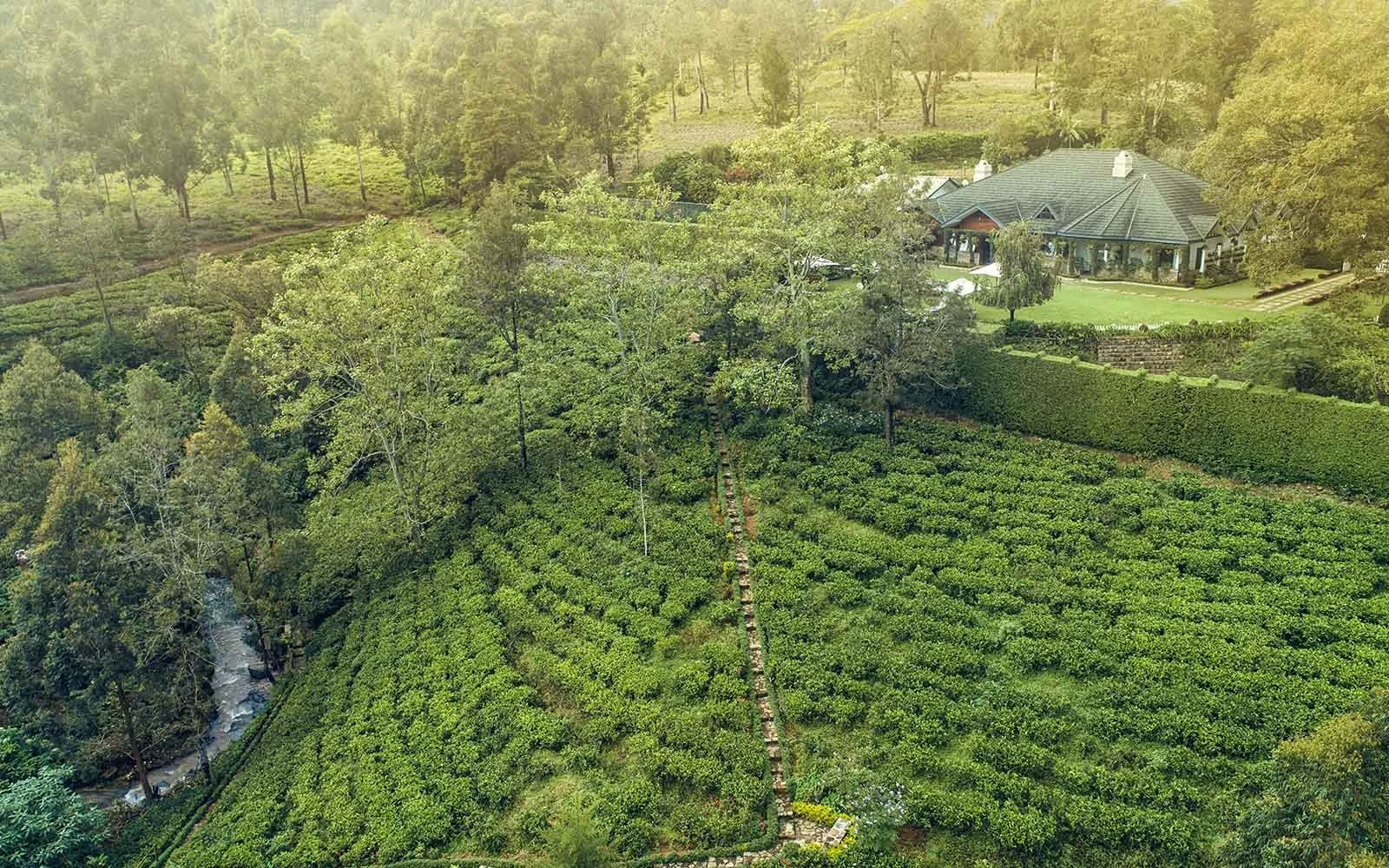 Stafford Bungalow Tea Plantation.jpg
