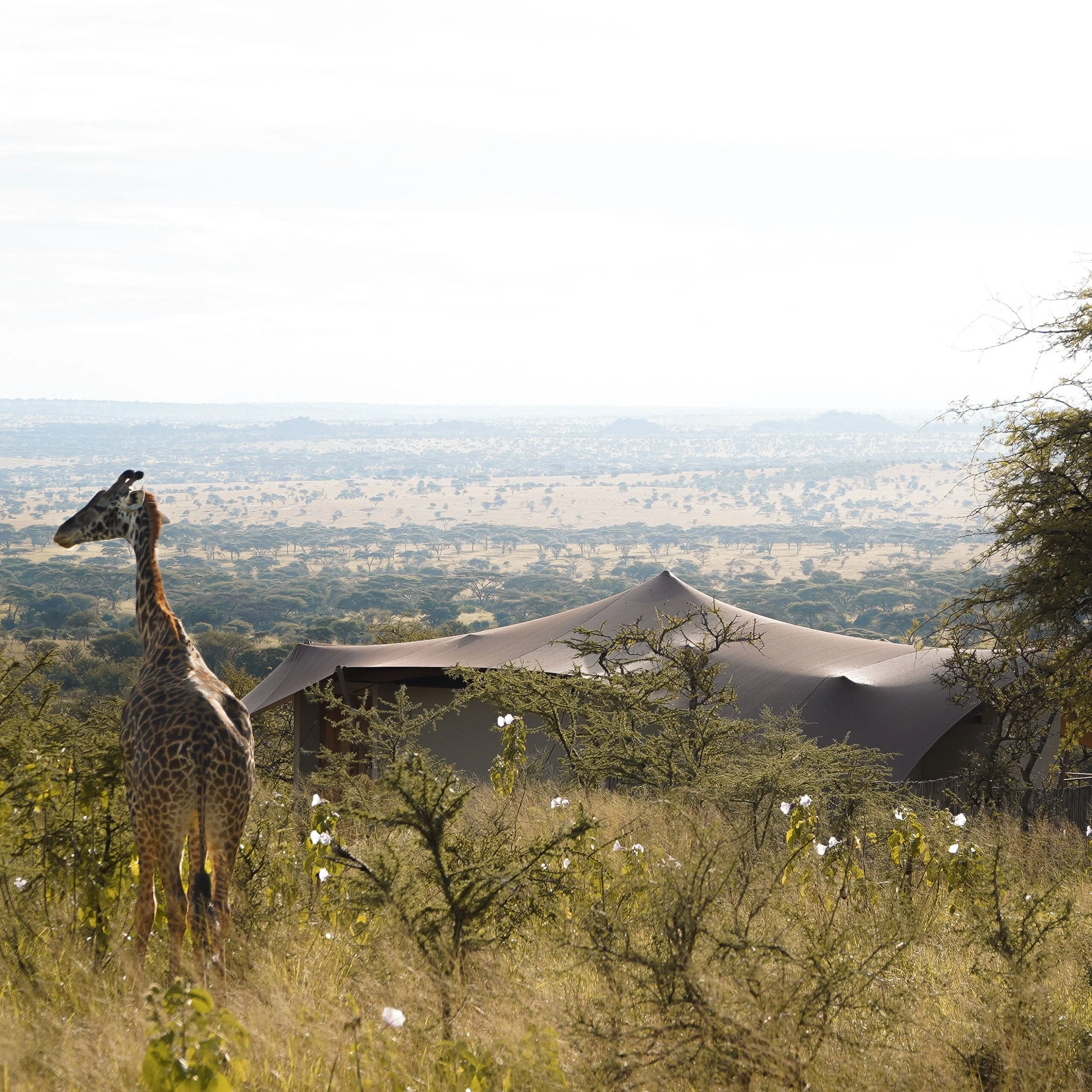sanctuary_giraffe.jpeg