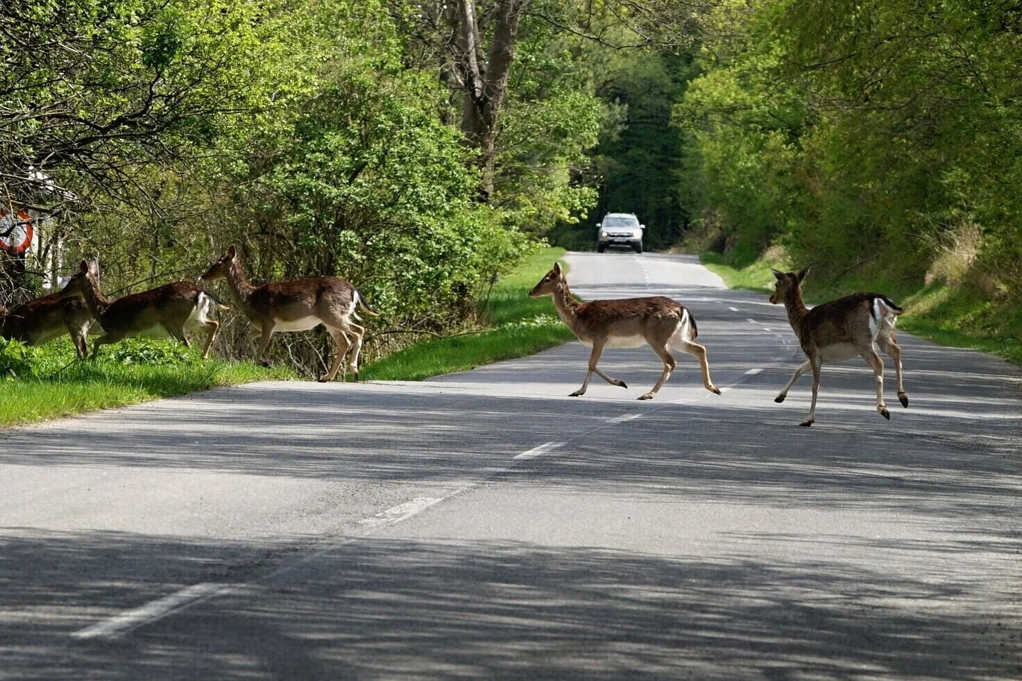 Roe-deers-crossing-the-road.-693403824_3868x2578.jpeg