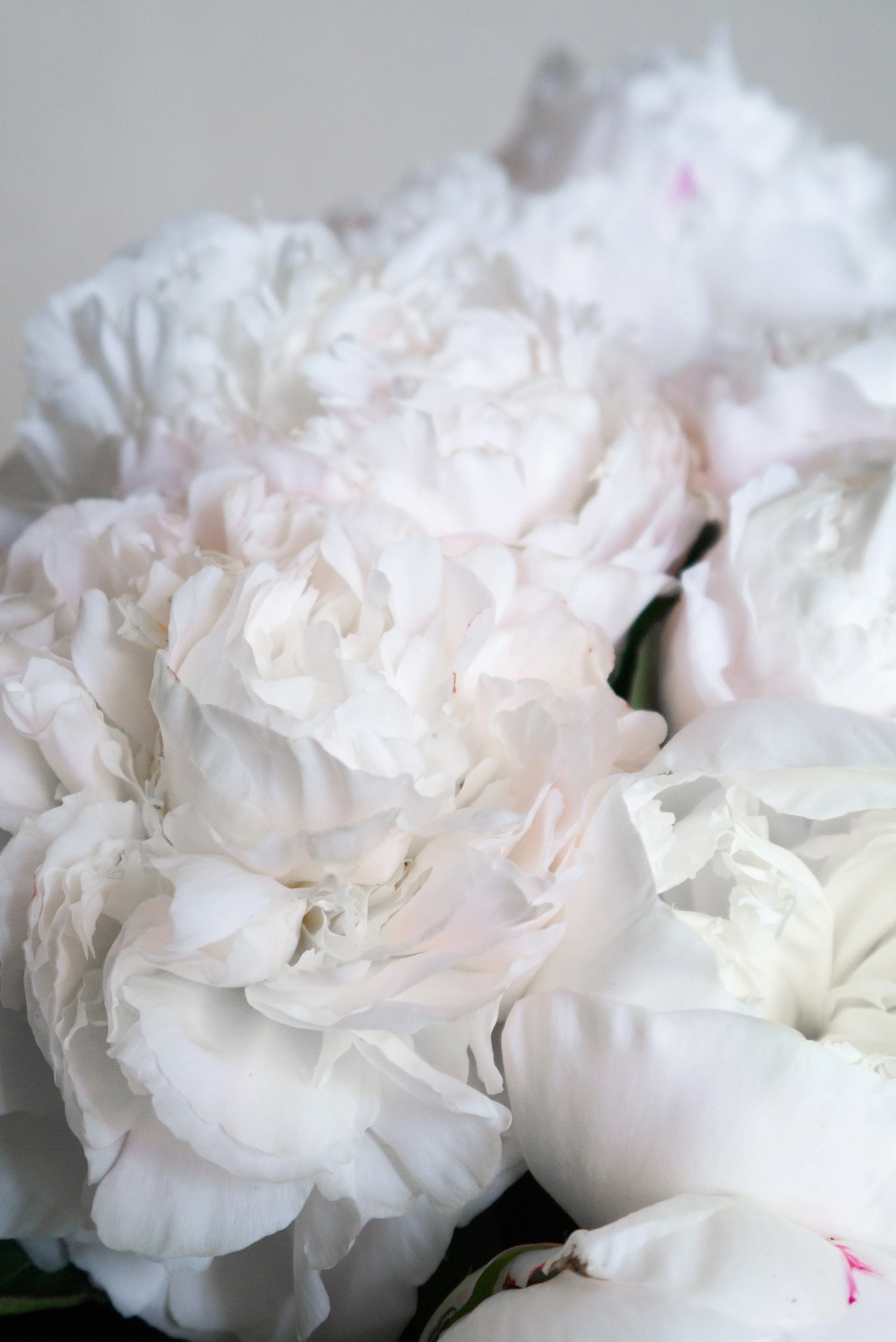 Thank you flowers Geelong — Florum