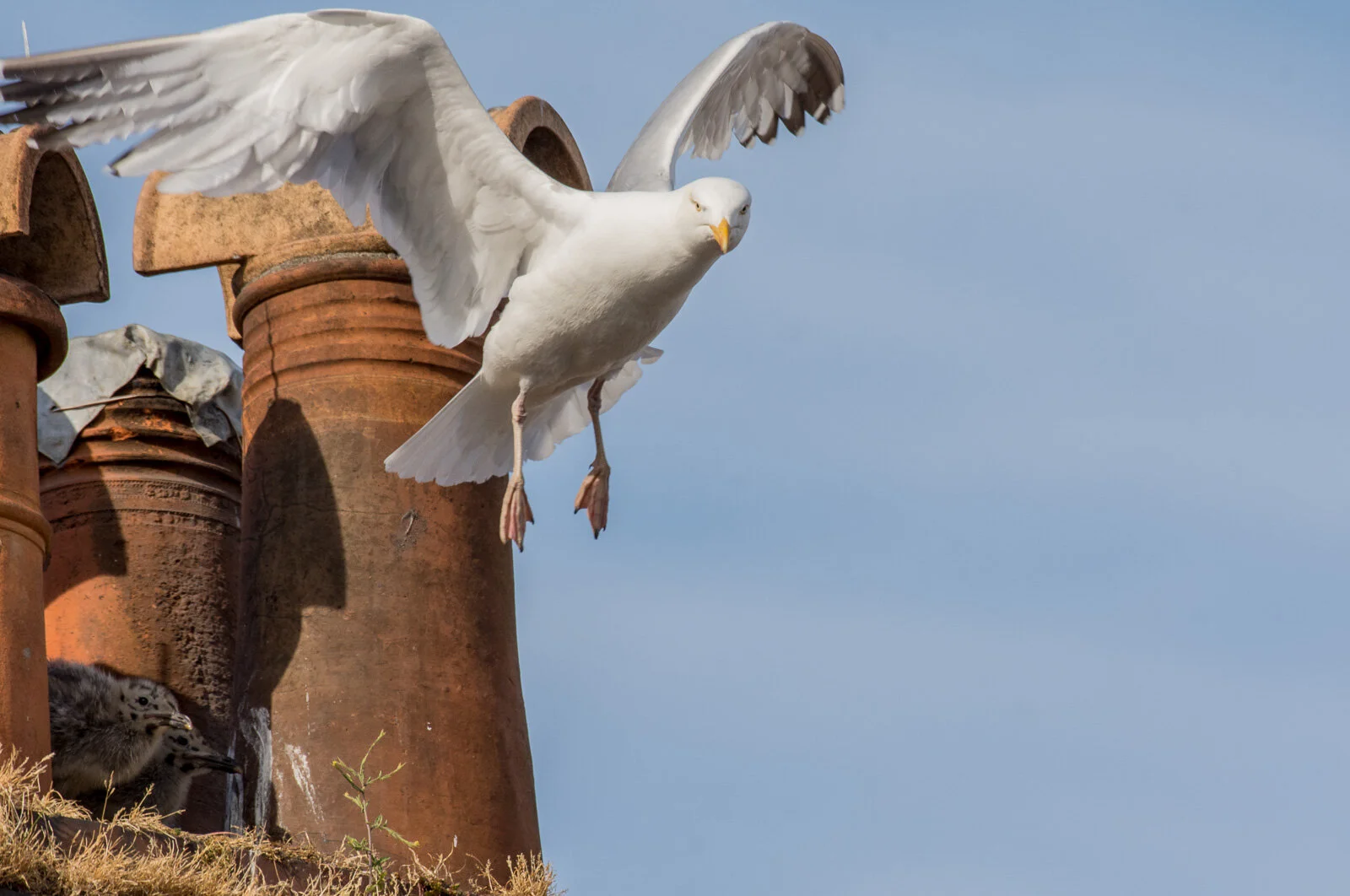 30dayswild week 1-8.jpg
