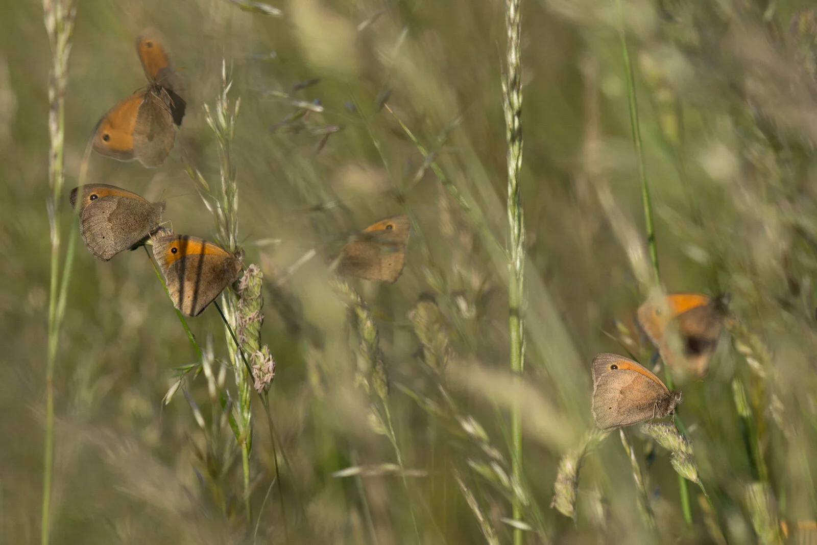 I’ve never seen them group together like this!