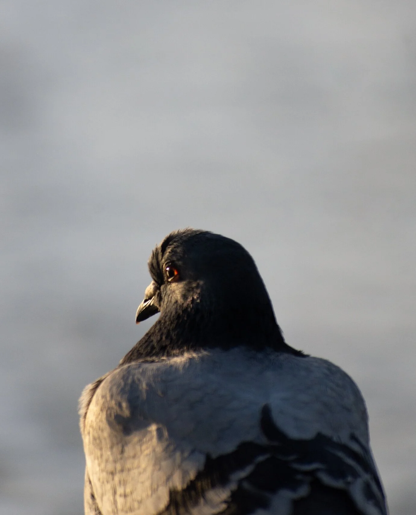 Pigeon Portrait 🐦⁠
⁠
What do you think they're thinking? ⁠
⁠
Ideas in the comments 💬