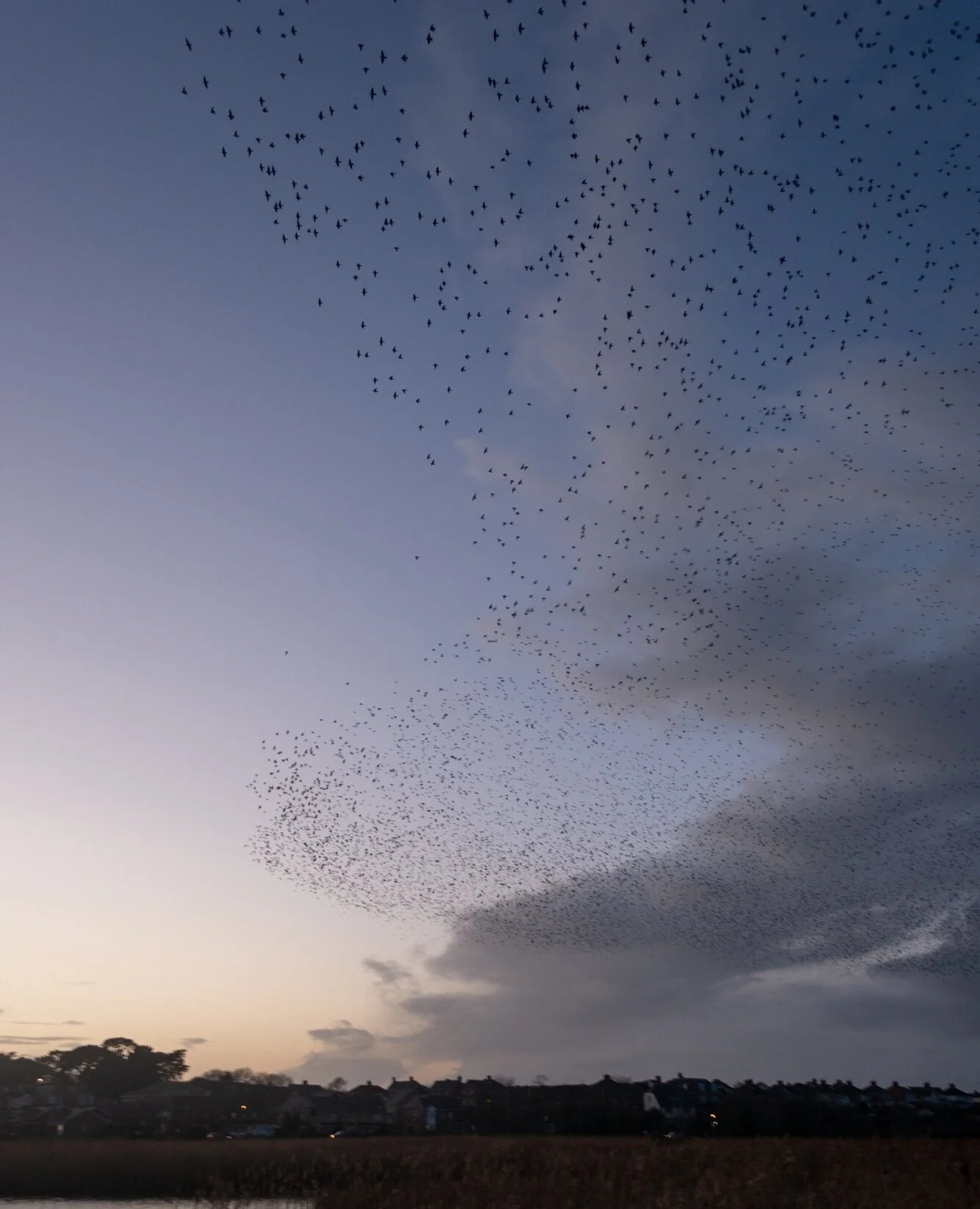 Another shot from the Radipole Starling murmurmurmurmurations! ⁠
⁠
Isn't it clever how they match the line of the clouds? No idea if that was intentional. ⁠
⁠
Starlings gather in various locations every winter. See if there's one next to you and head