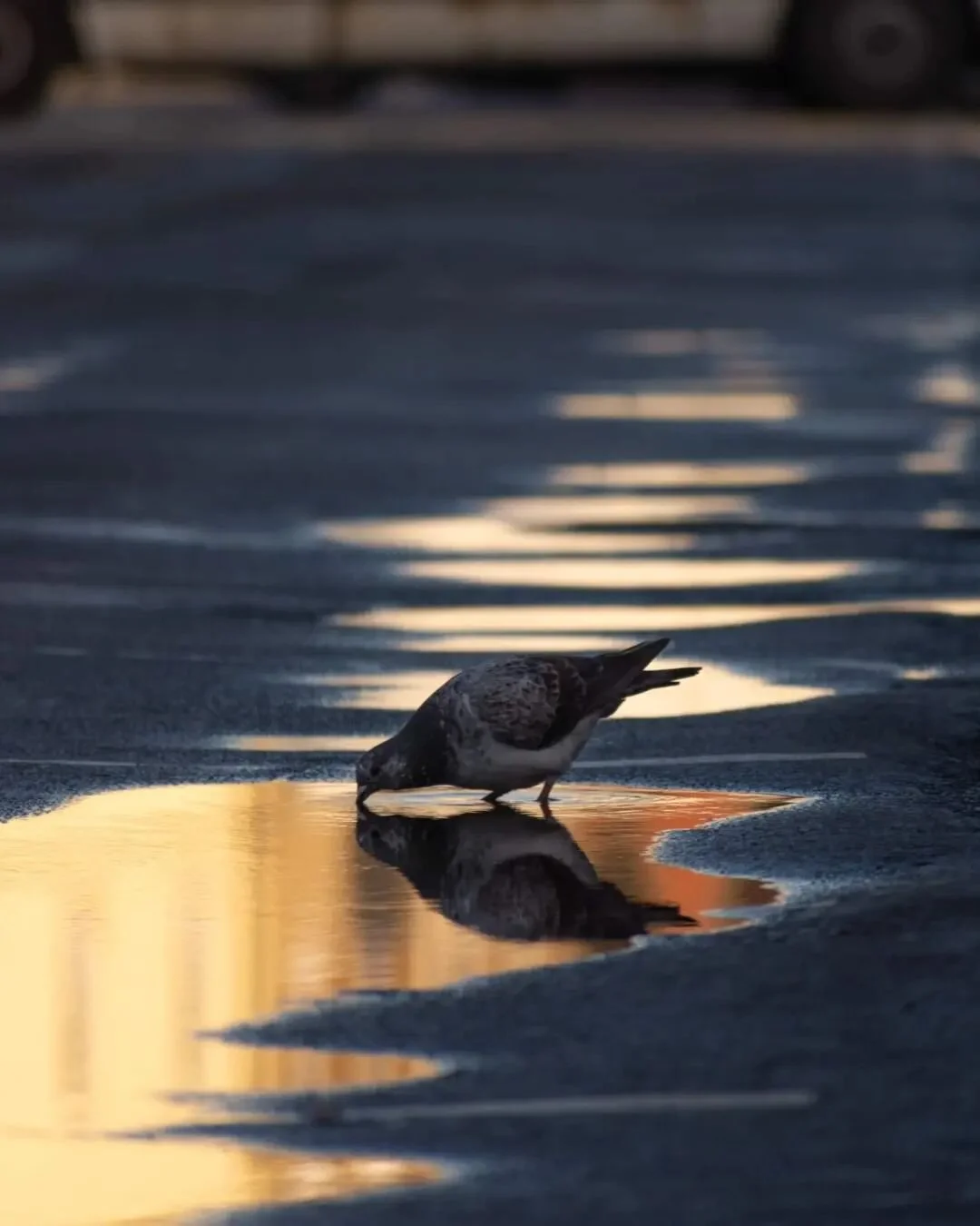 Time to reflect 💬

I never know what I'm going to photograph when I go out on walks with my camera. This pigeon stole the show on this occasion!

I had this scheduled to post a few weeks ago, but for some reason it never happened! So here you go 😁 