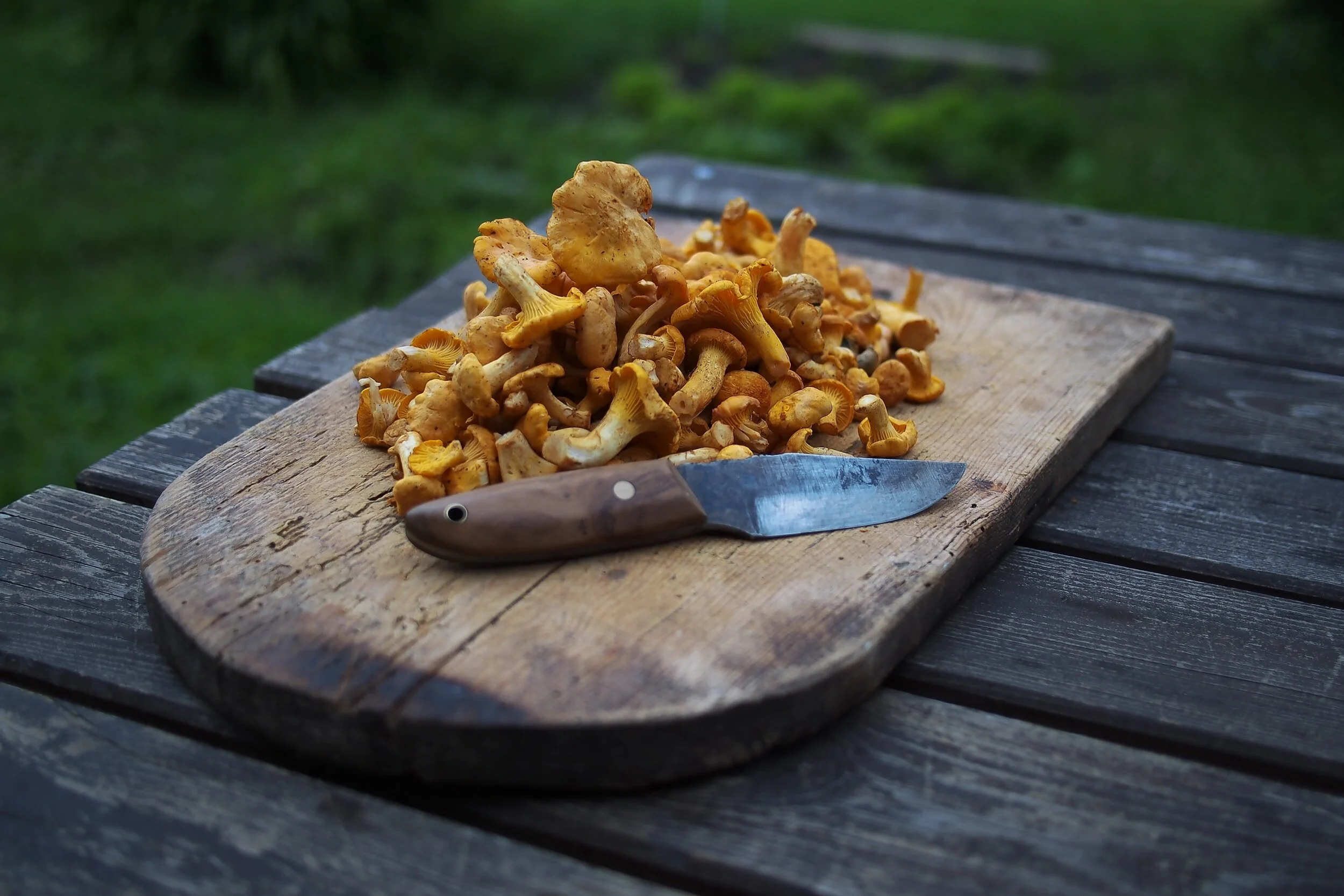 Chanterelle mushrooms on a wooden chopping board with a hunting knife.