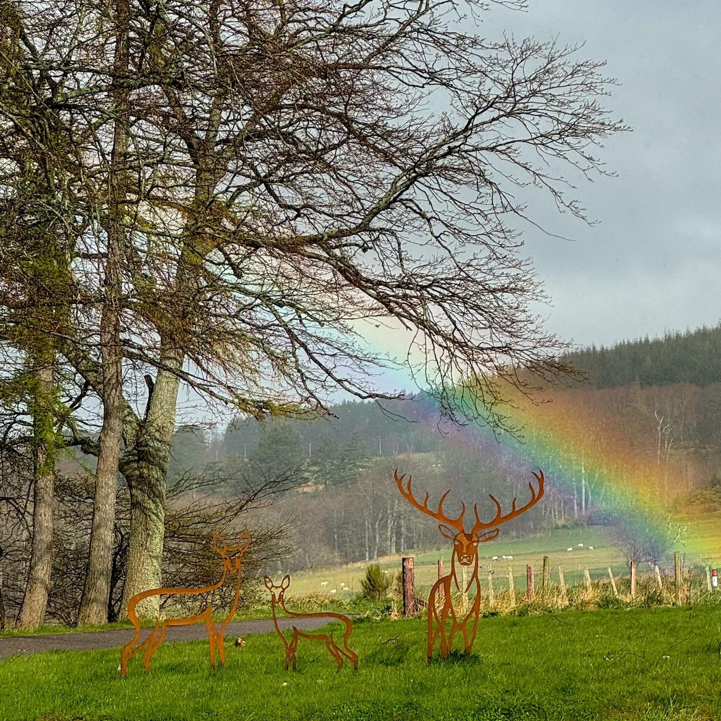 A beautiful rainbow made an appearance at the Farm Shop this morning. 
#rainbow #farm #shop #farmshop #countryside #tearoom #Aberdeenshire