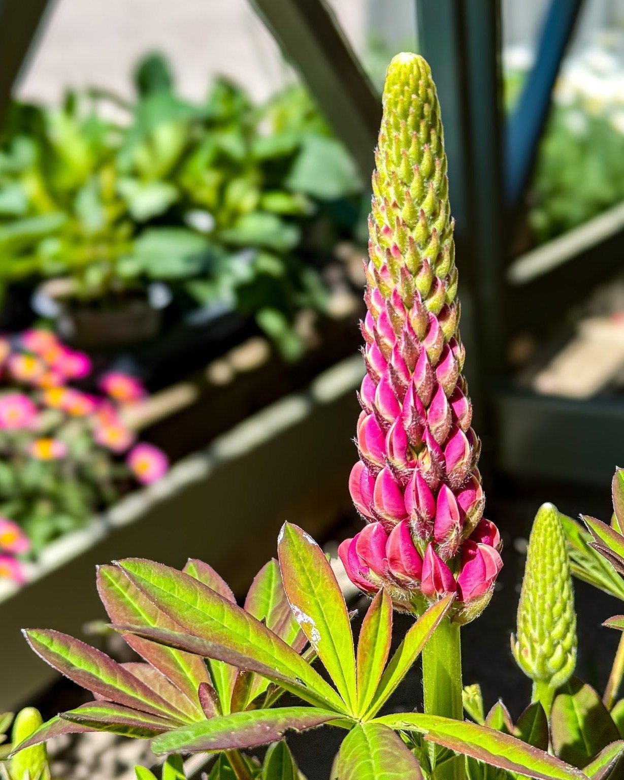 Just arrived - a selection of plants including fuchsia, dahlia, geranium, lavender, verbena, lupin and herbs! Prices start at &pound;2.50. Why not come by and check out our selection?