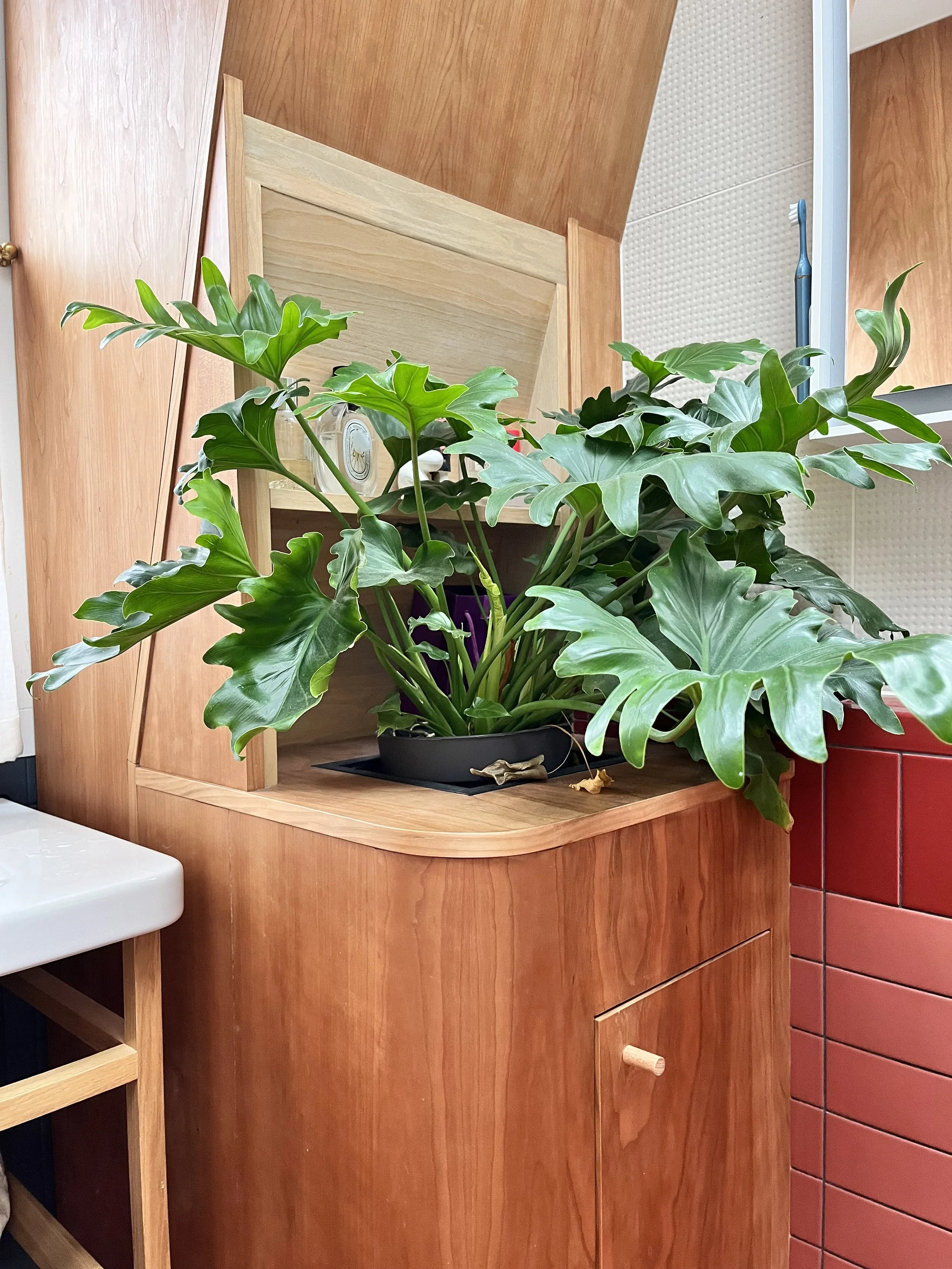 Green leafy plant on a wooden surface with a mirror behind it and red tiling on the side.