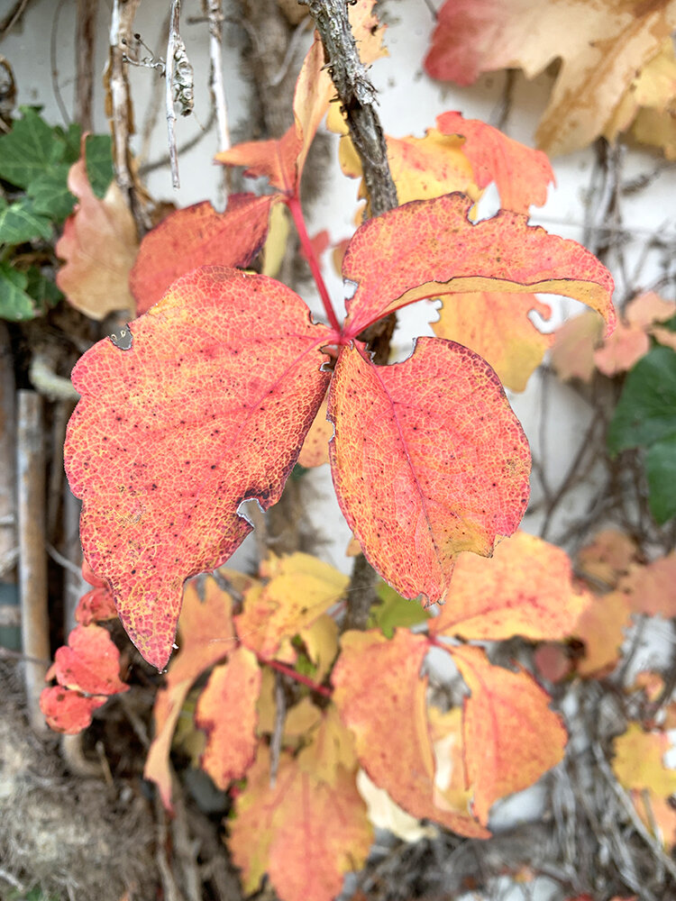 november-colours-leaves.jpg