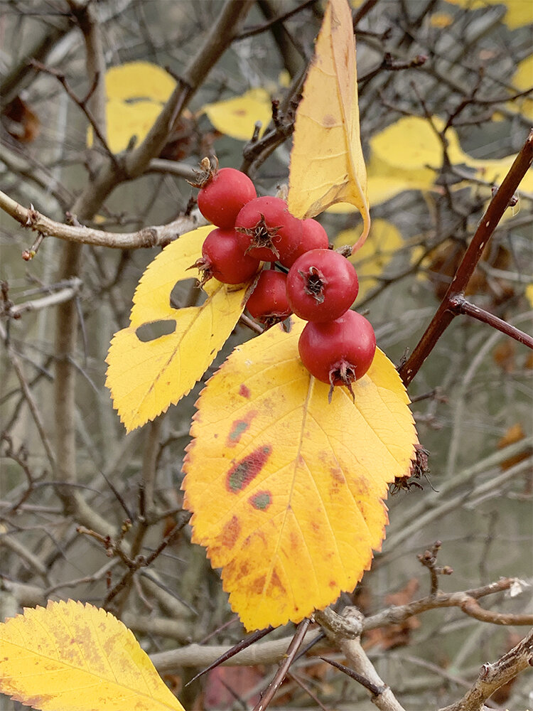 november-colours-berries.jpg