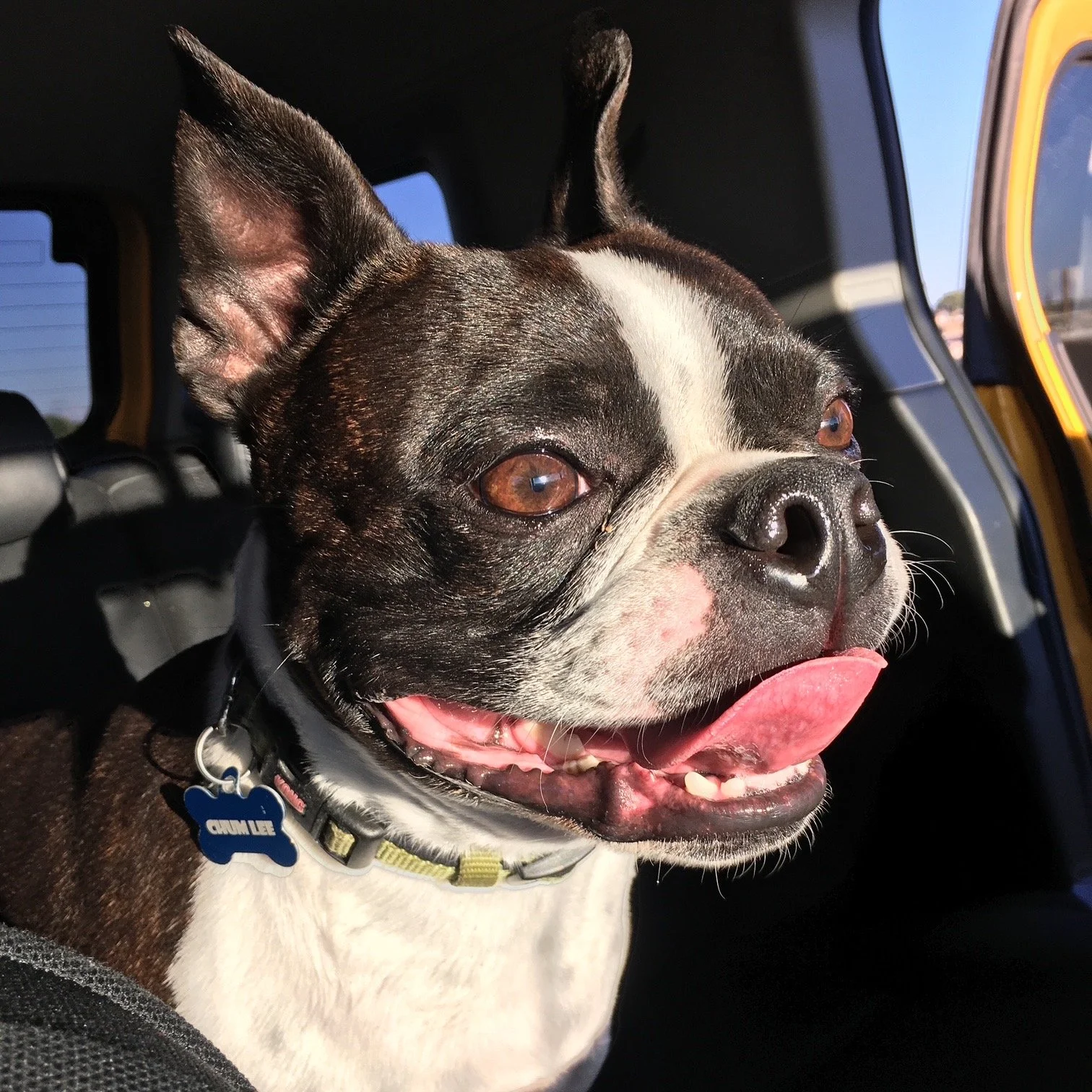 Original reference photo of Chum Lee, a Boston terrier with upright ears, a white facial stripe and a blue bone-shaped name tag.