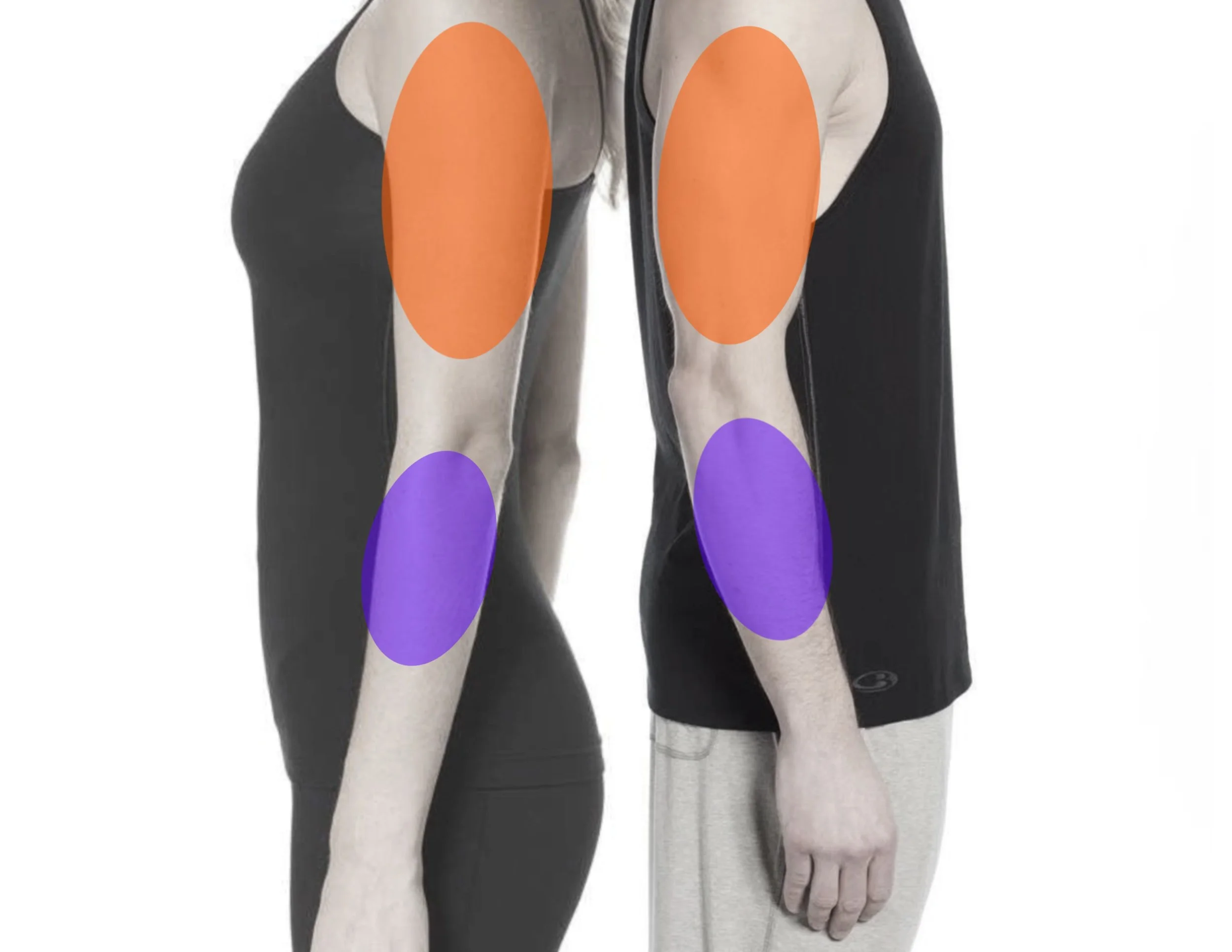 Arm diagram showing approximate fine-line realism tattoo coverage: purple forearm areas for a half-day session and orange upper-arm areas for a full-day session.