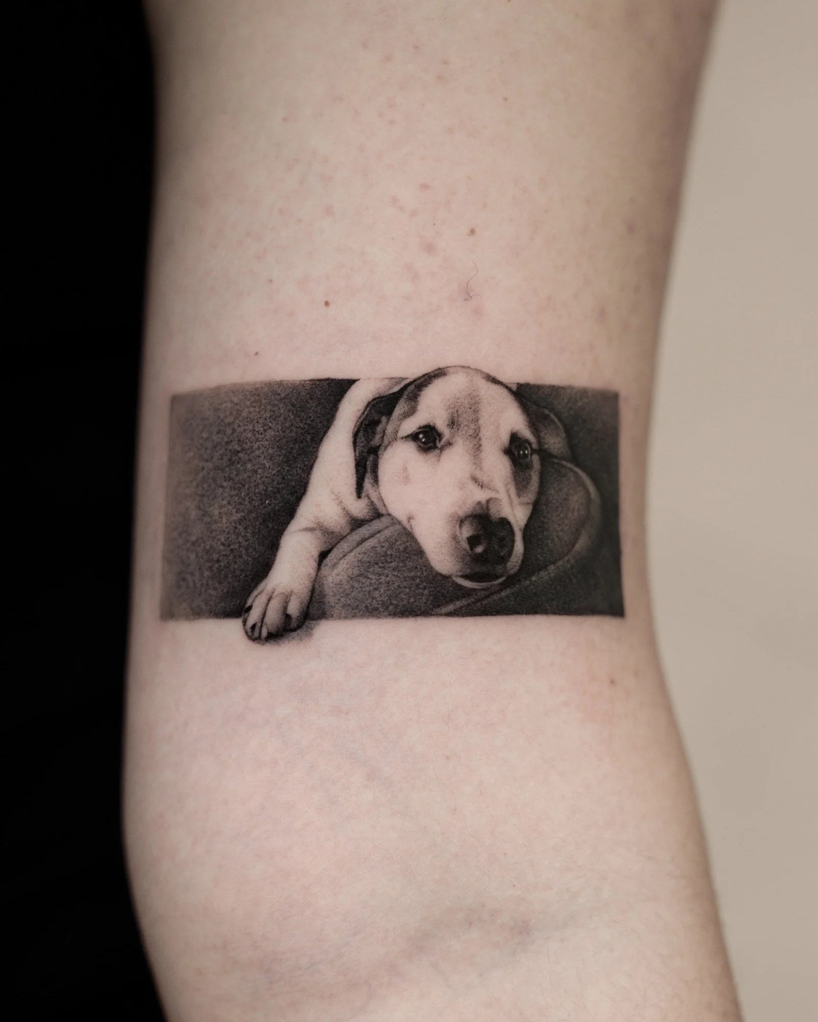 pet-portrait-gallery-05.jpg