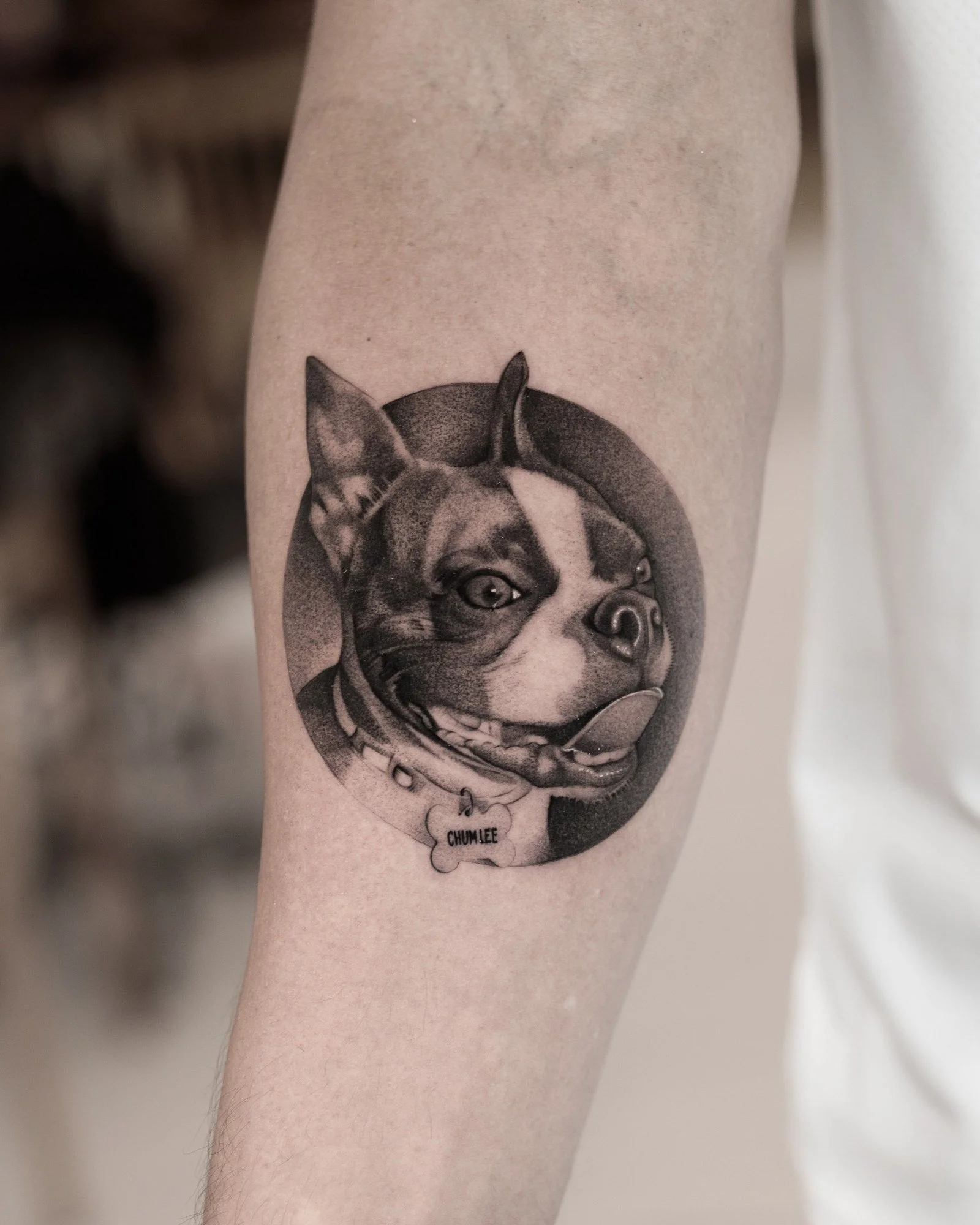 pet-portrait-gallery-04.jpg