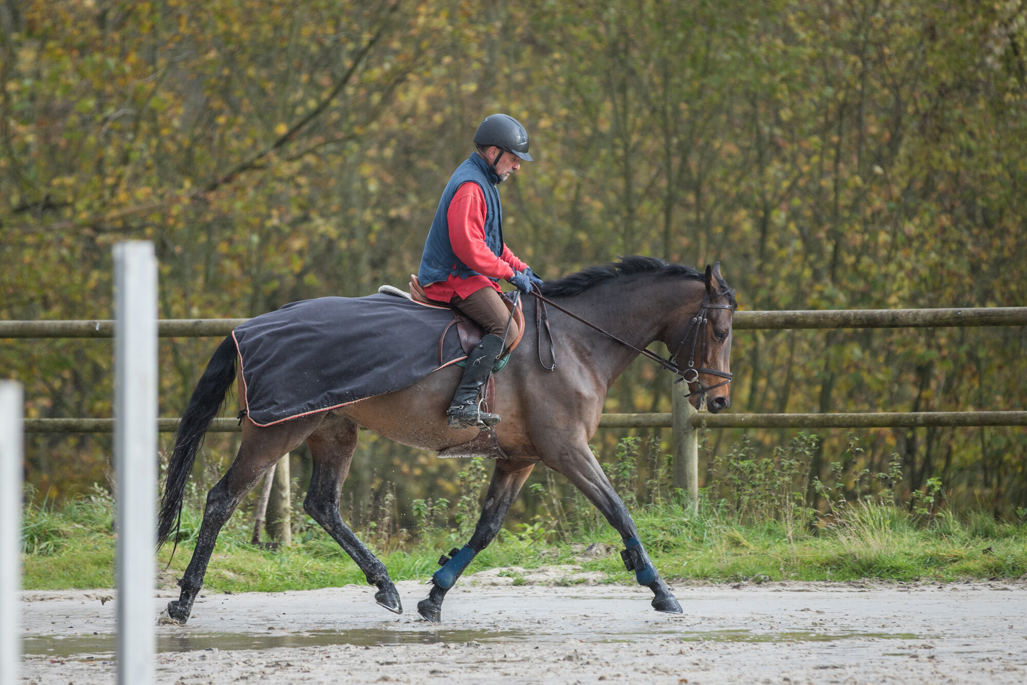   Challenges Equitae  A la recherche du cheval juste 