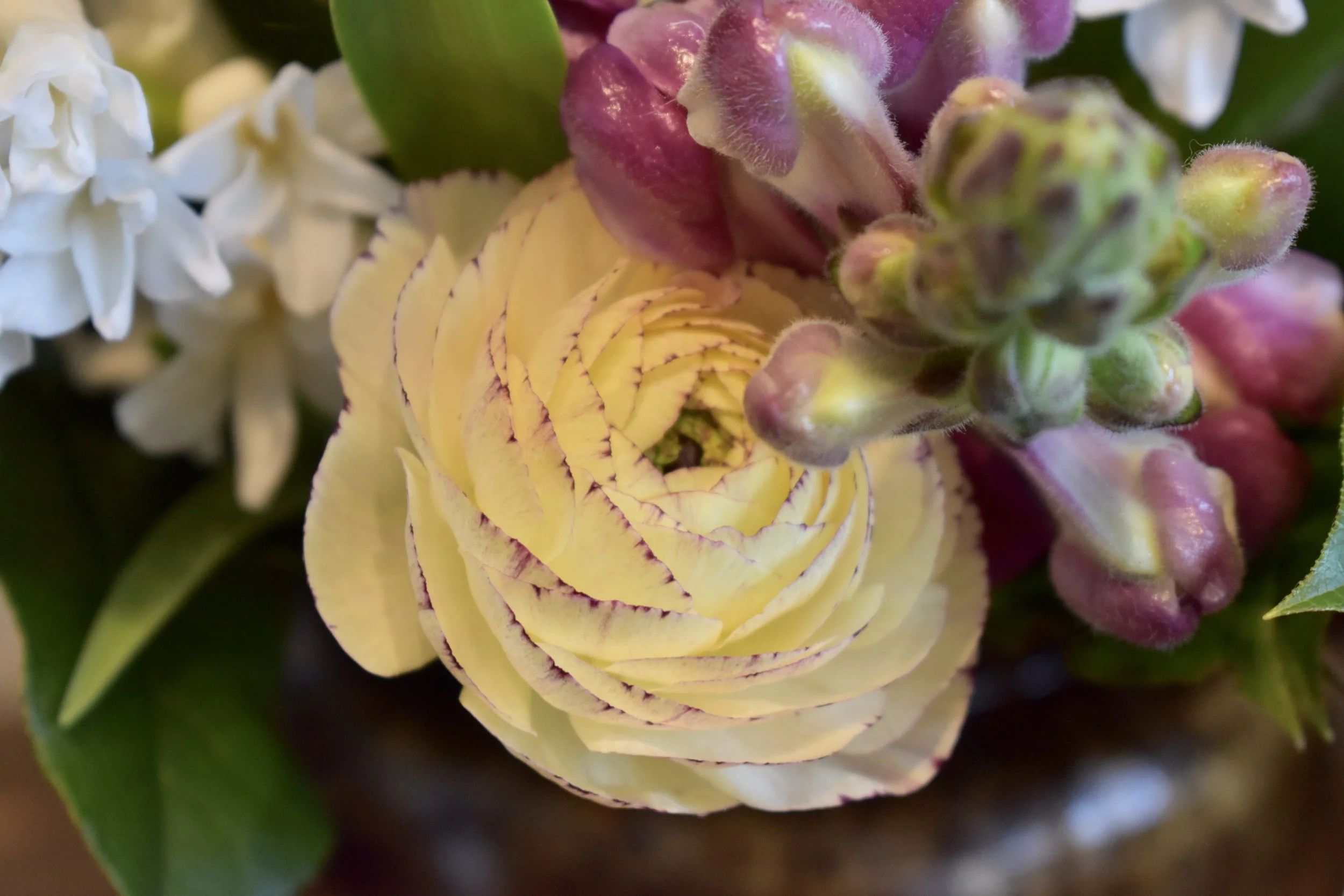 Close-up of a yellow ranunculus flower with purple edges, surrounded by pink buds and white flowers.