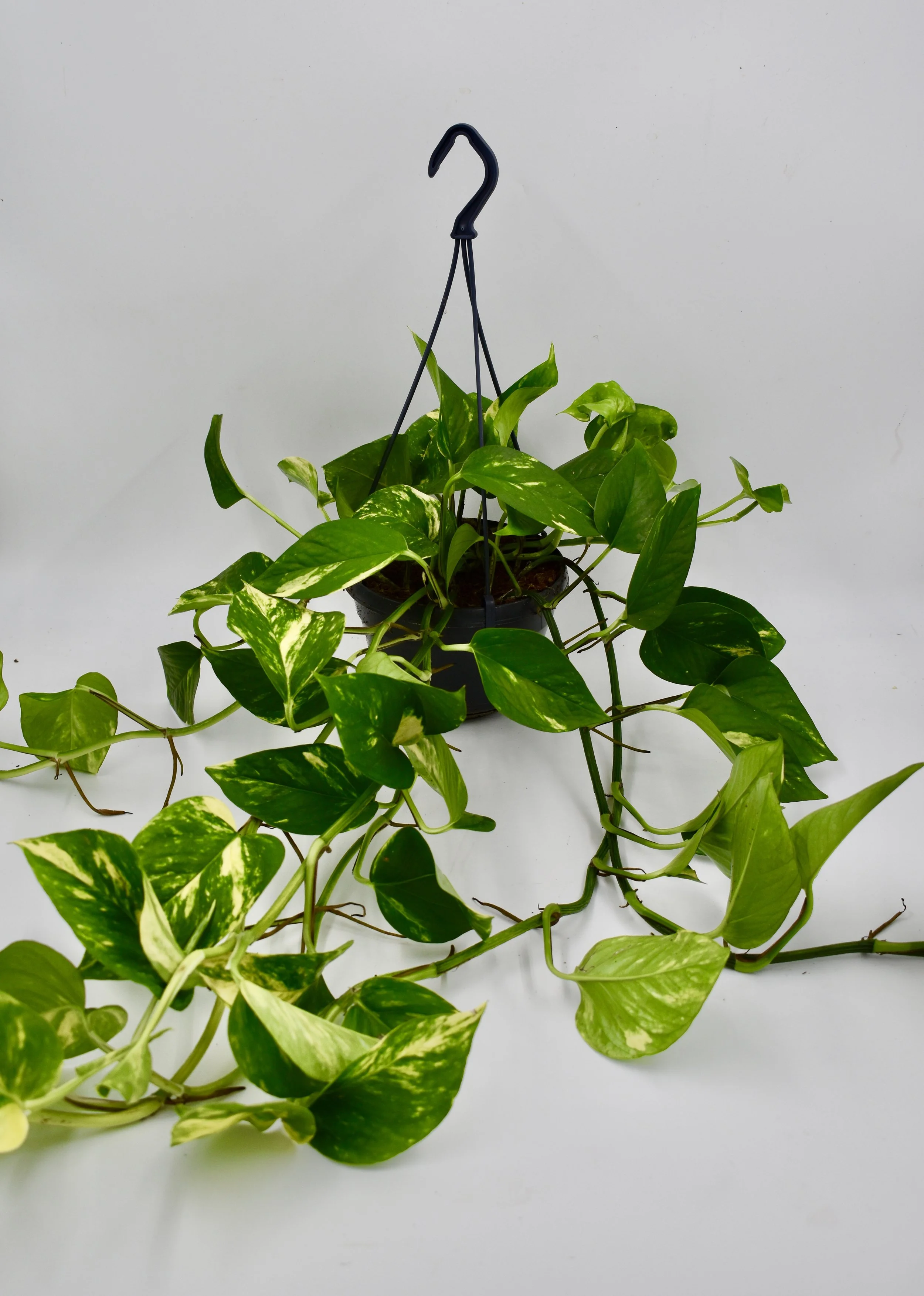 Variegated Epipremnum