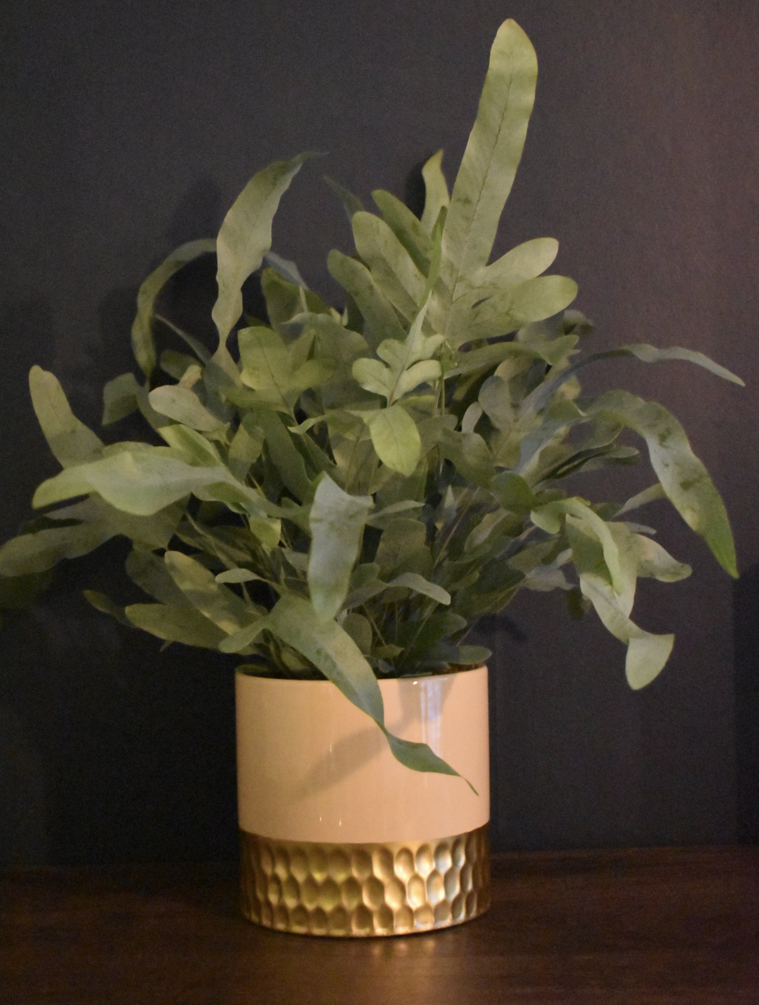 Phlebodium Blue Star in a Ceramic Pot